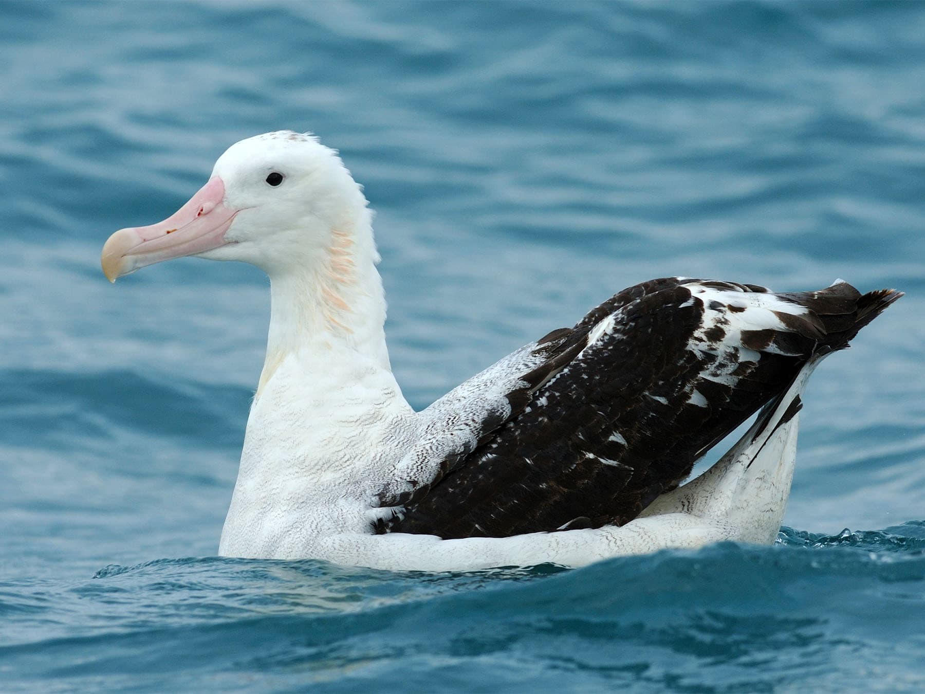 Wandering Albatross resting on the sea