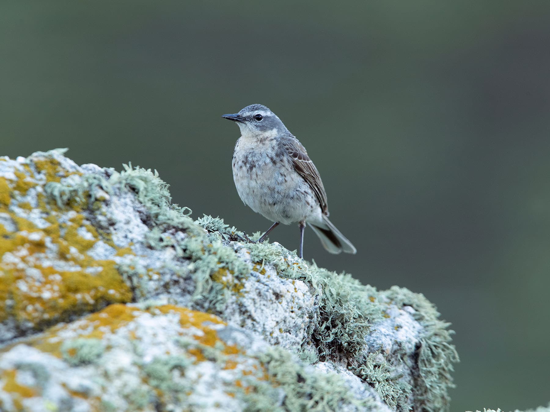 Water Pipit stood in its breeding territory at first light