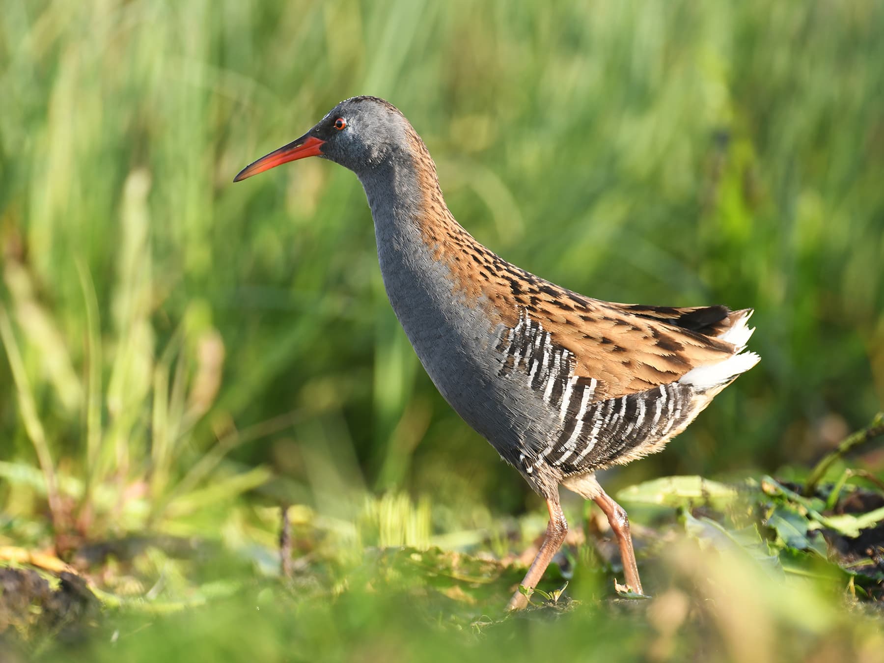 Water Rail walking in natural habitat