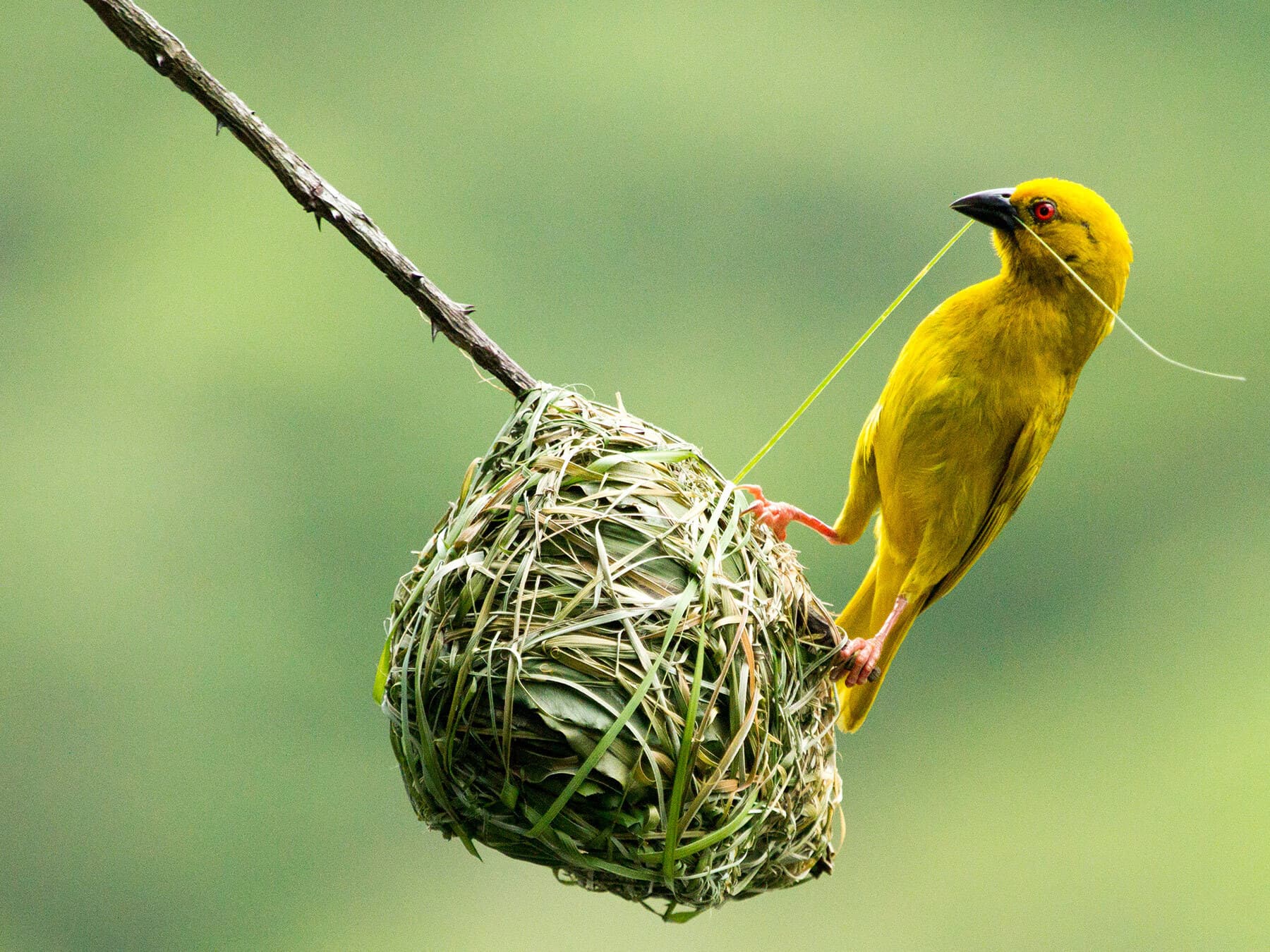 Weaver bird nest