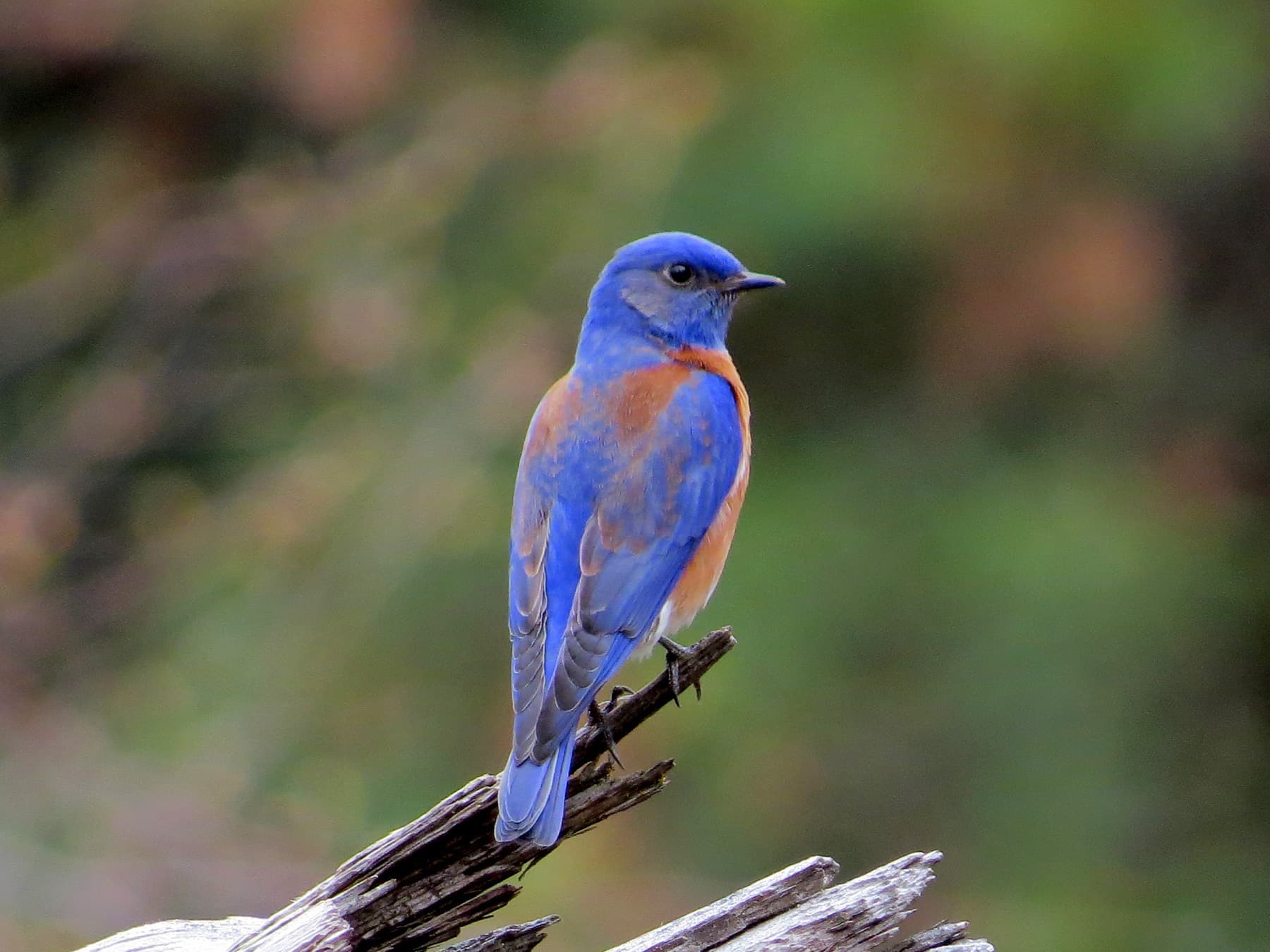 Western bluebird resting on decayed log