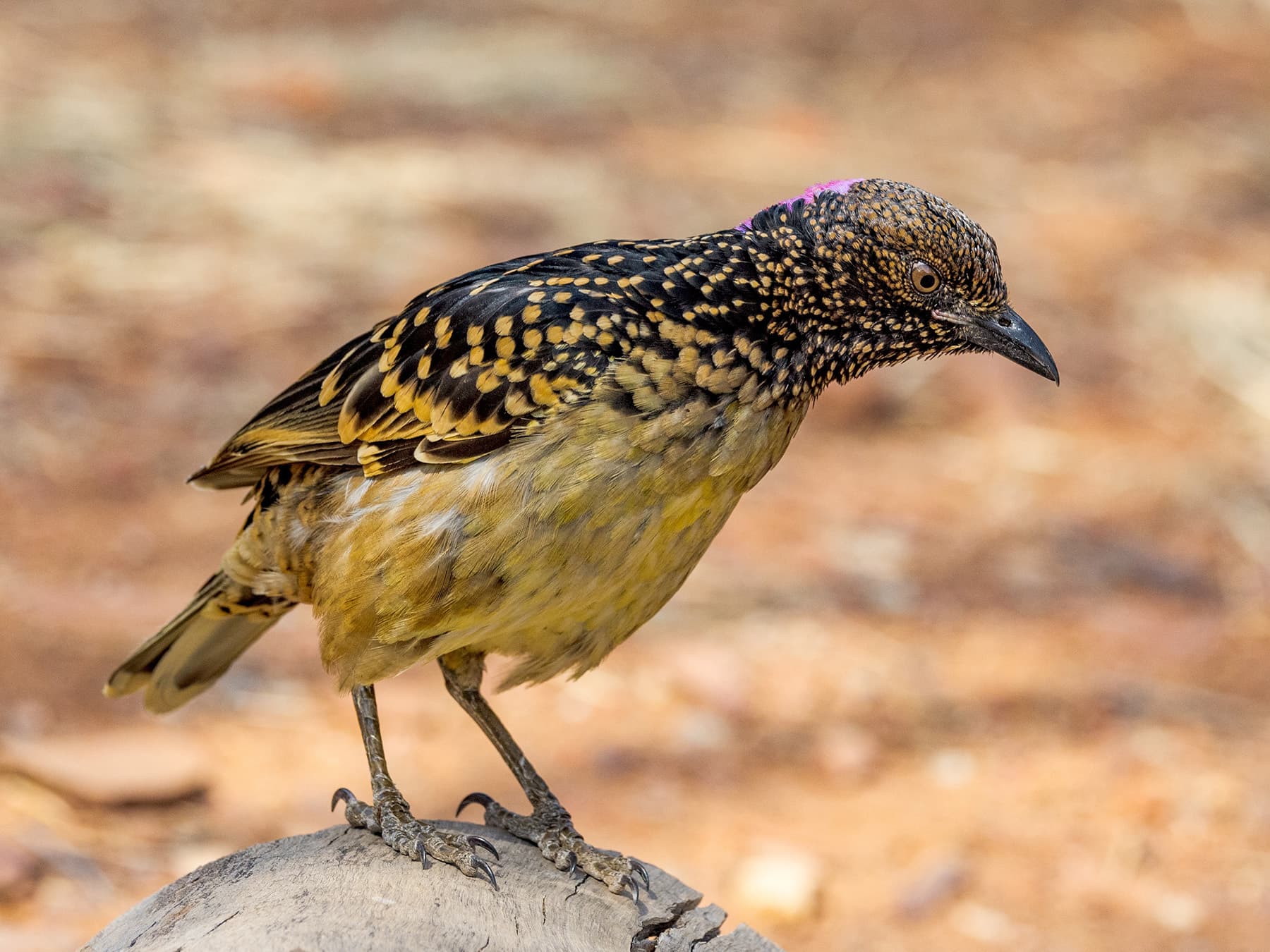 Western bowerbird