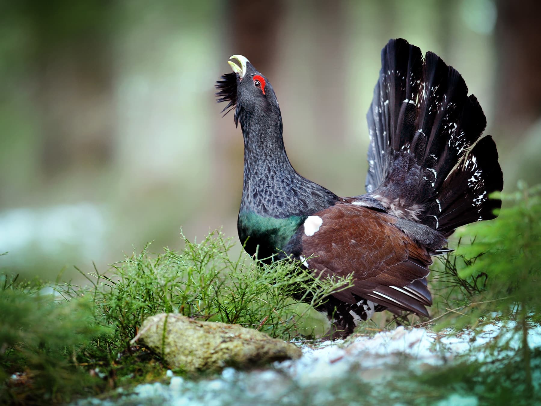 Western capercaillie lekking to attract mate