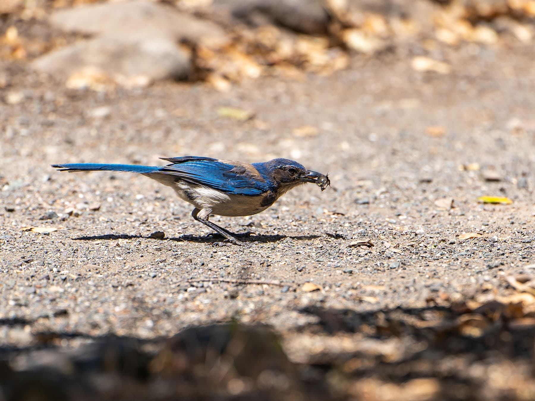 Western scrub jay with insect