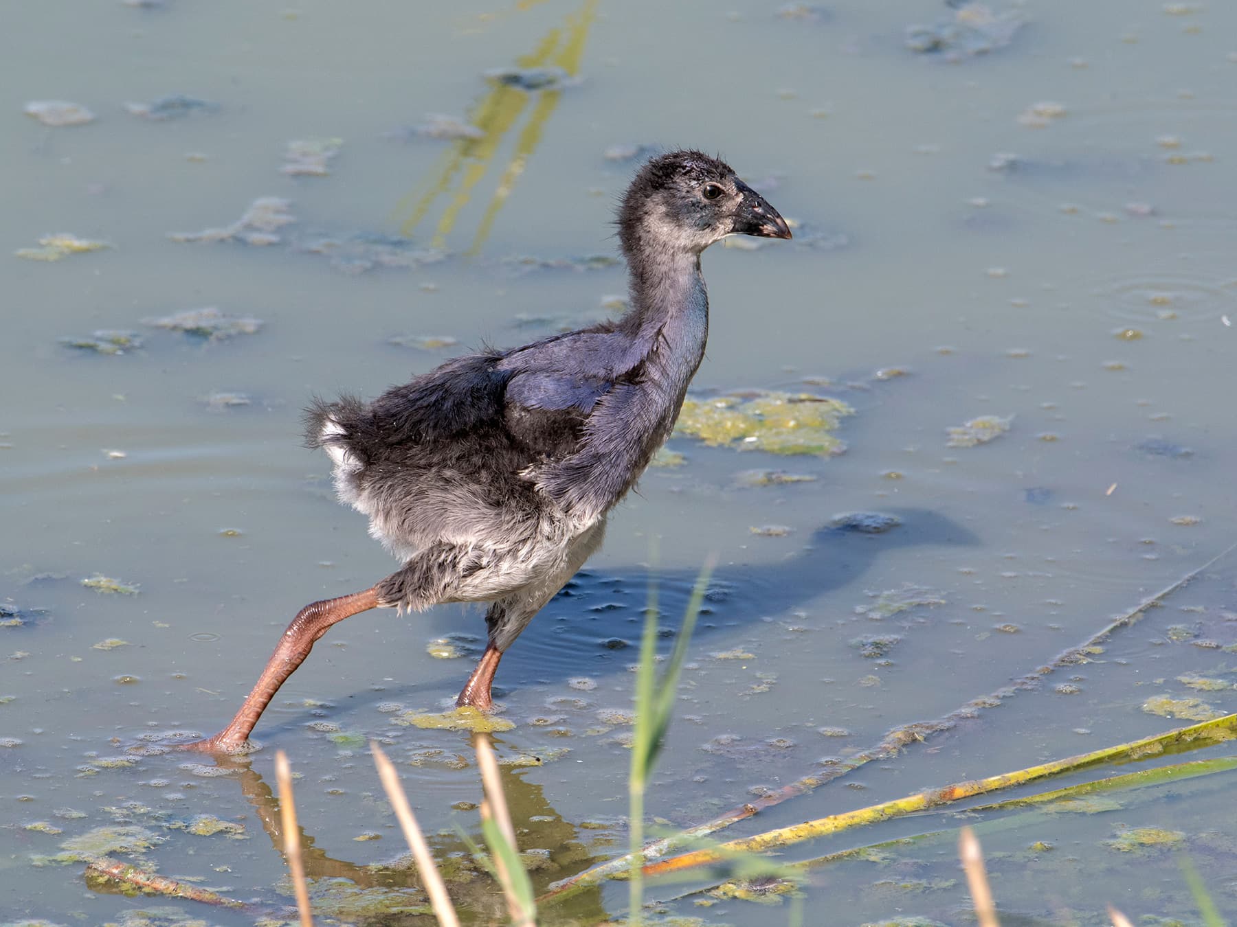 Purple Swamphen chick