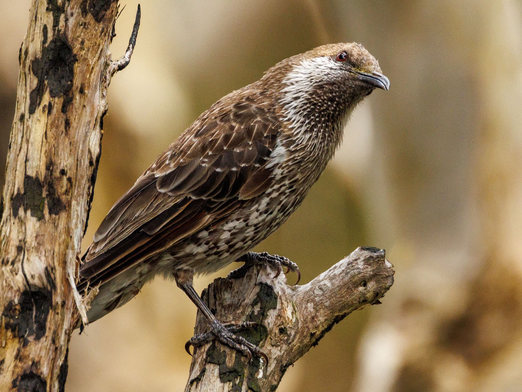 Close up of a Western Wattlebird