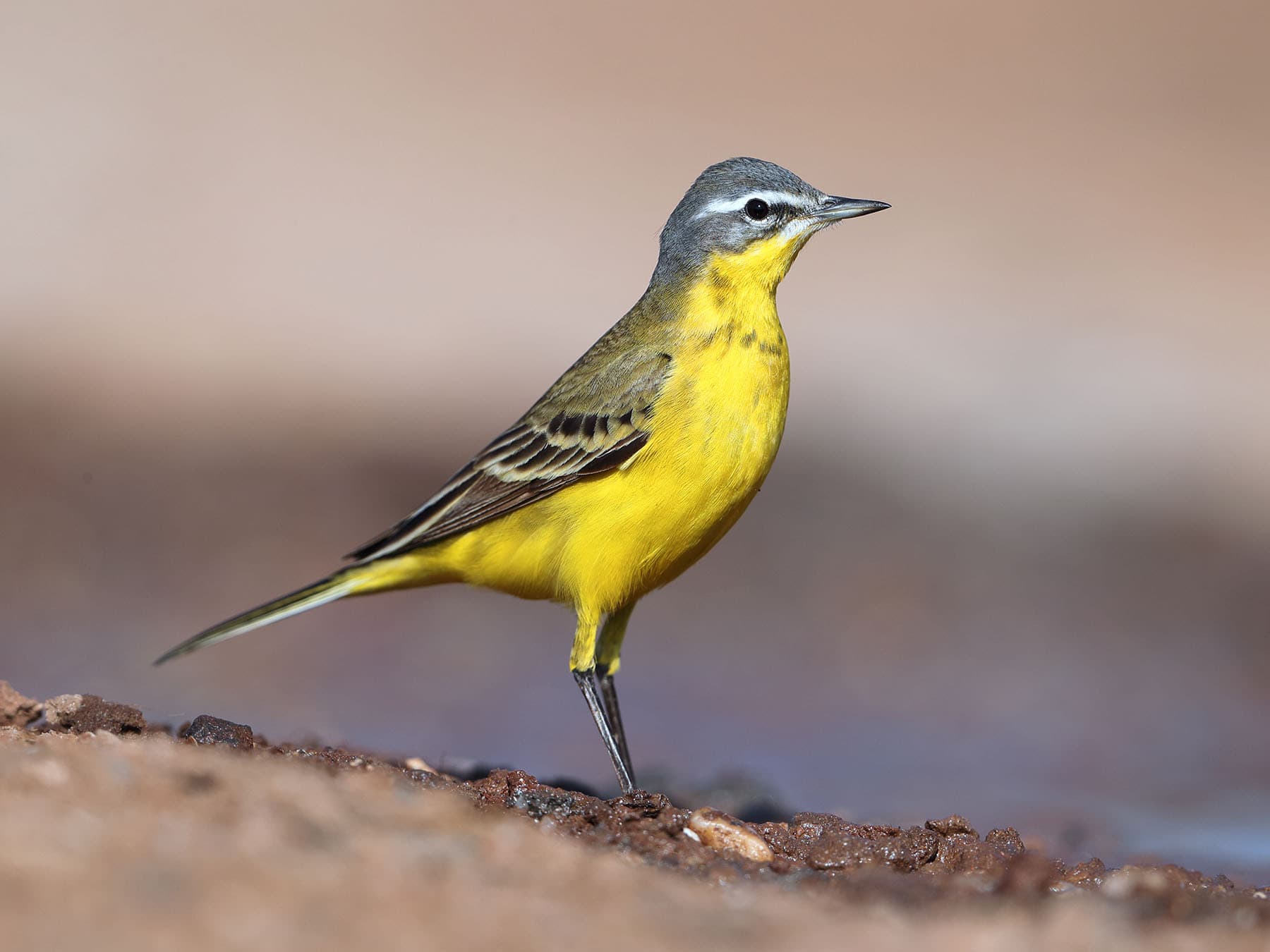 Yellow Wagtail