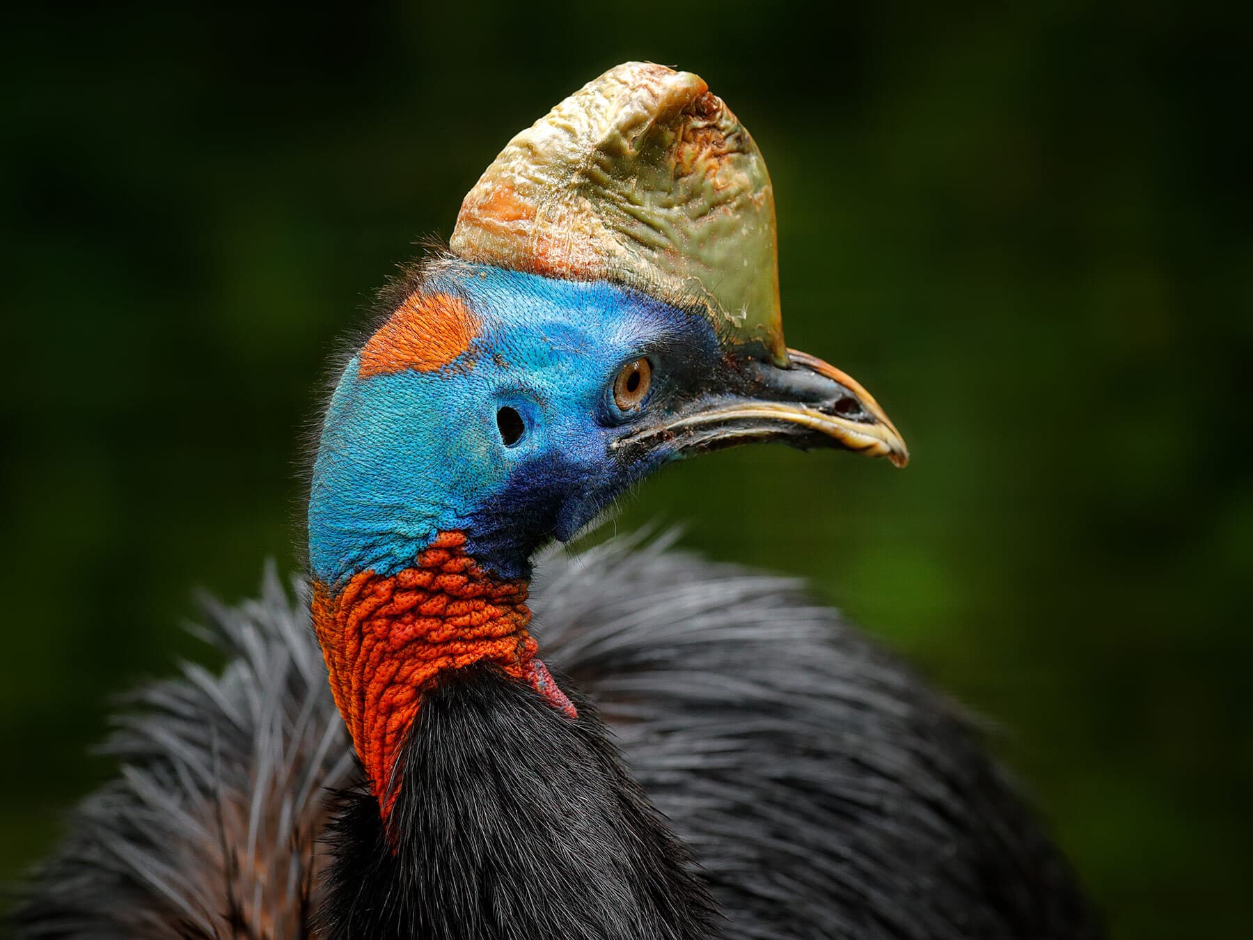 What Do Cassowaries Eat? (Full Diet, Habits and Behavior)