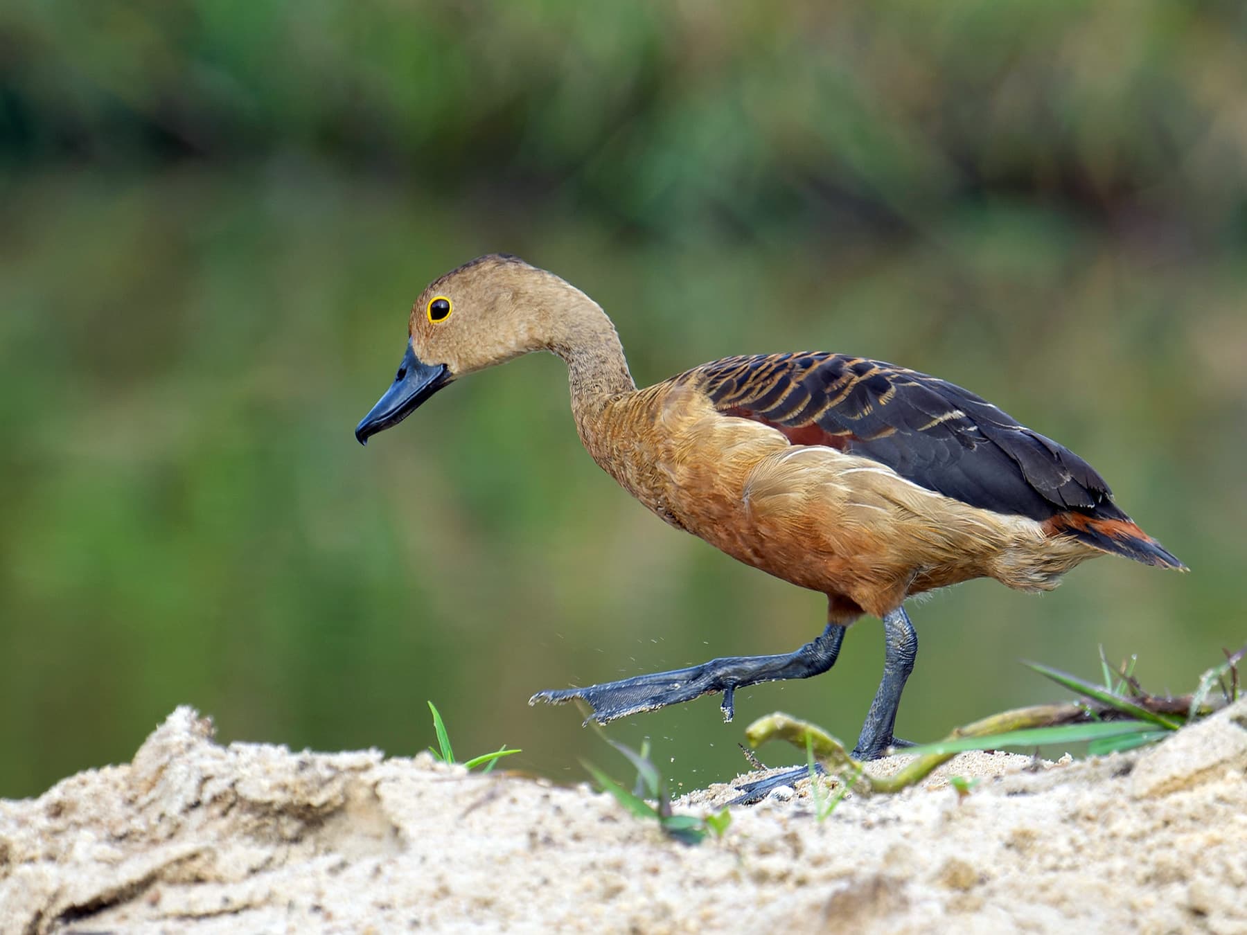 What Do Ducks Eat? (Full Diet, Feeding, Habits + Behavior)