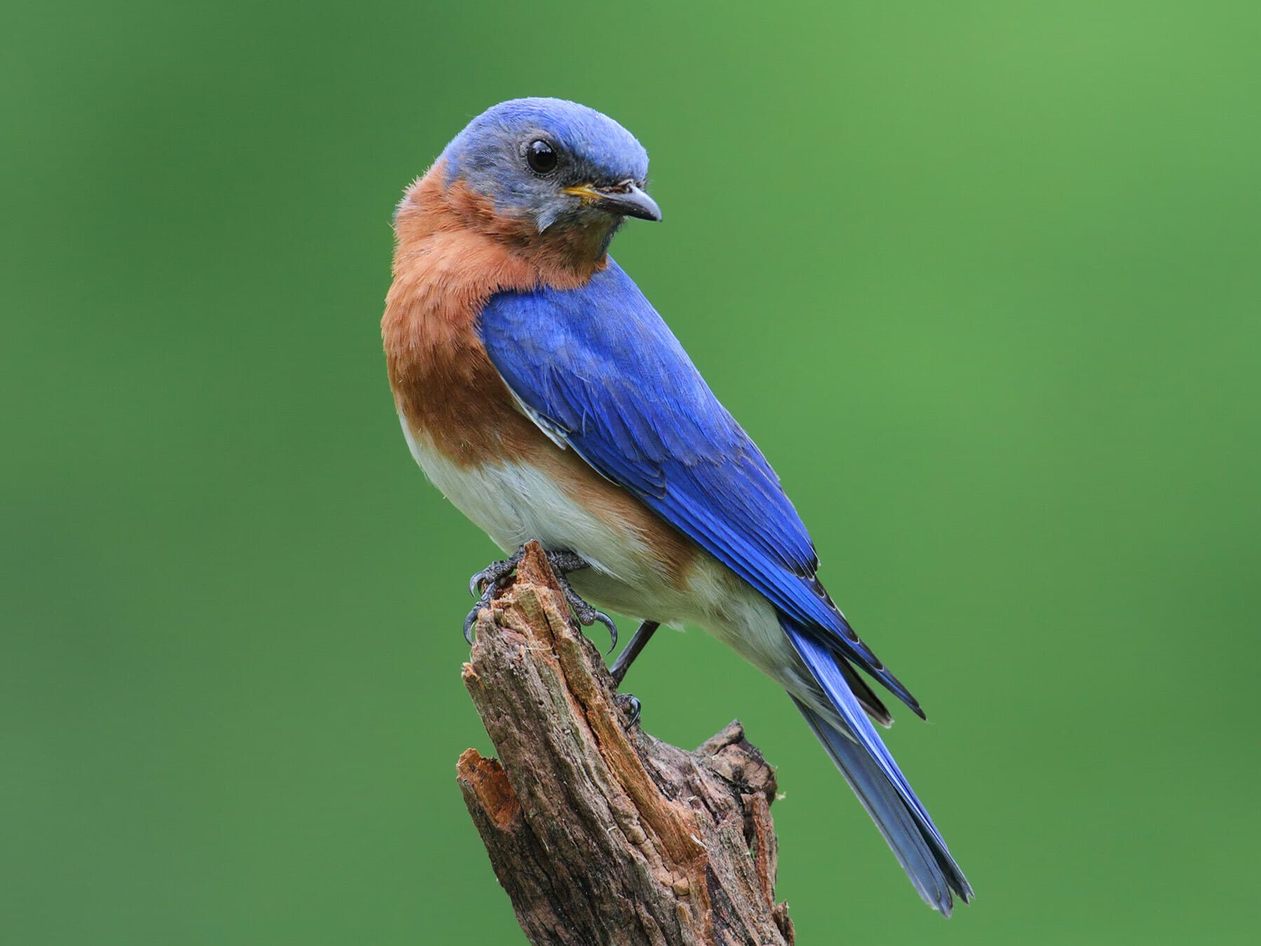 What Do Eastern Bluebirds Eat?