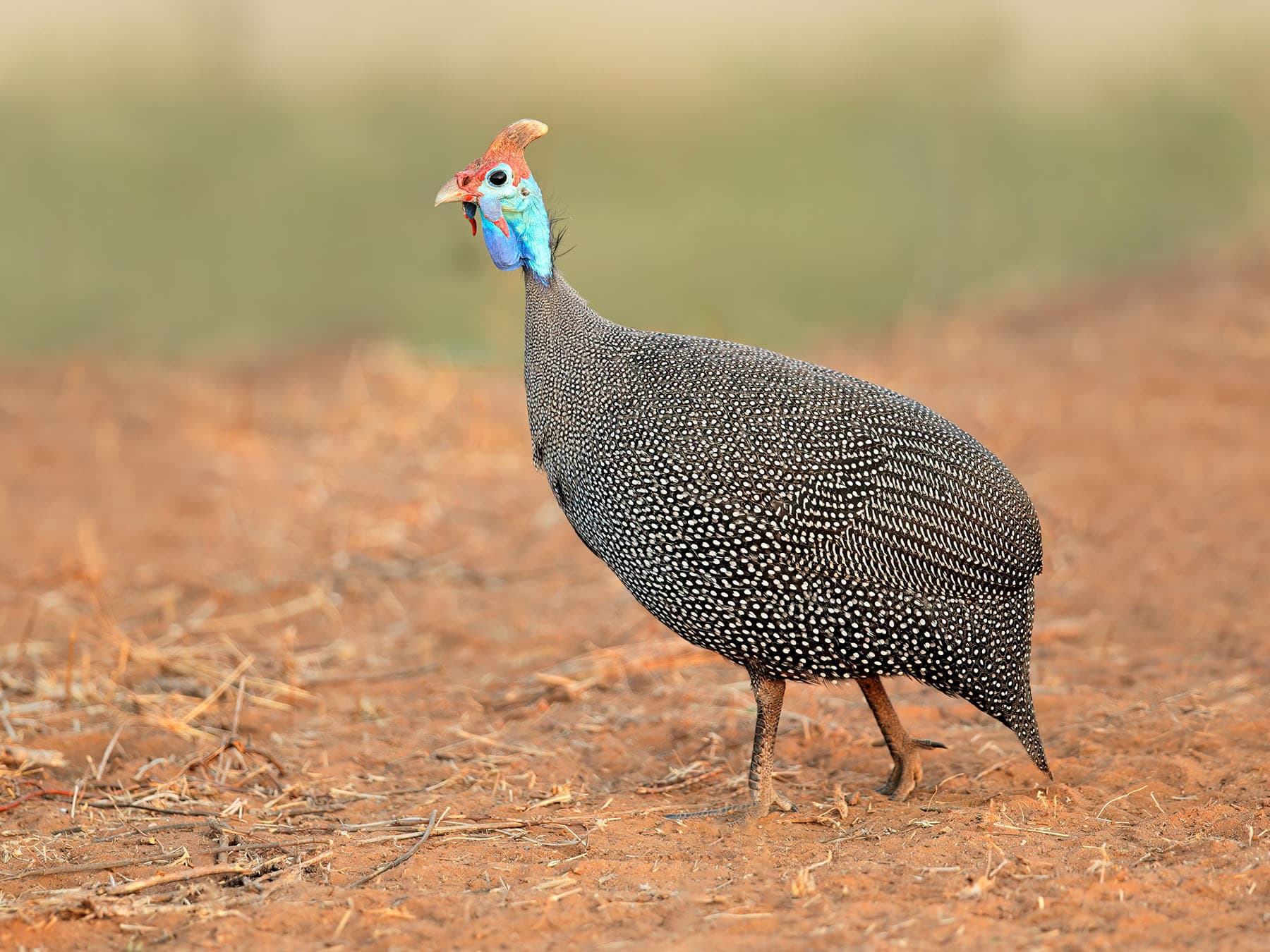 What Do Guineafowl Eat? (Complete Guide)