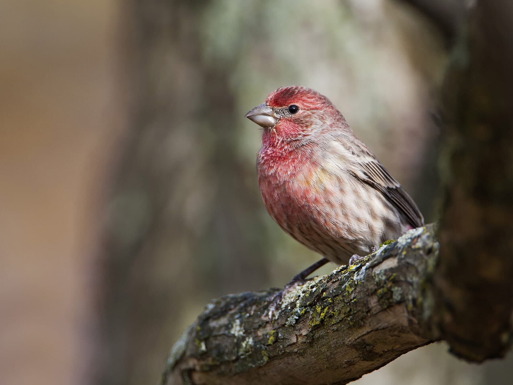 What Do House Finches Eat? (All You Need To Know)