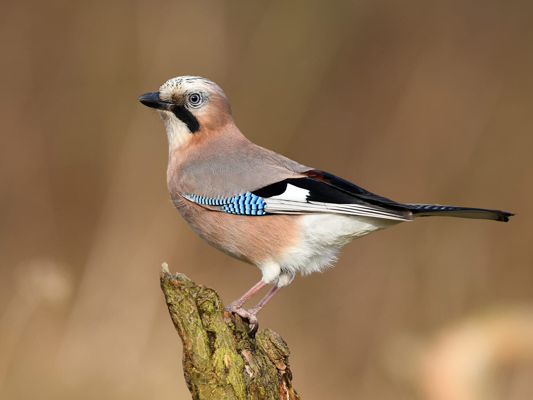 What Do Jays Eat? (Eurasian Jay Diet)