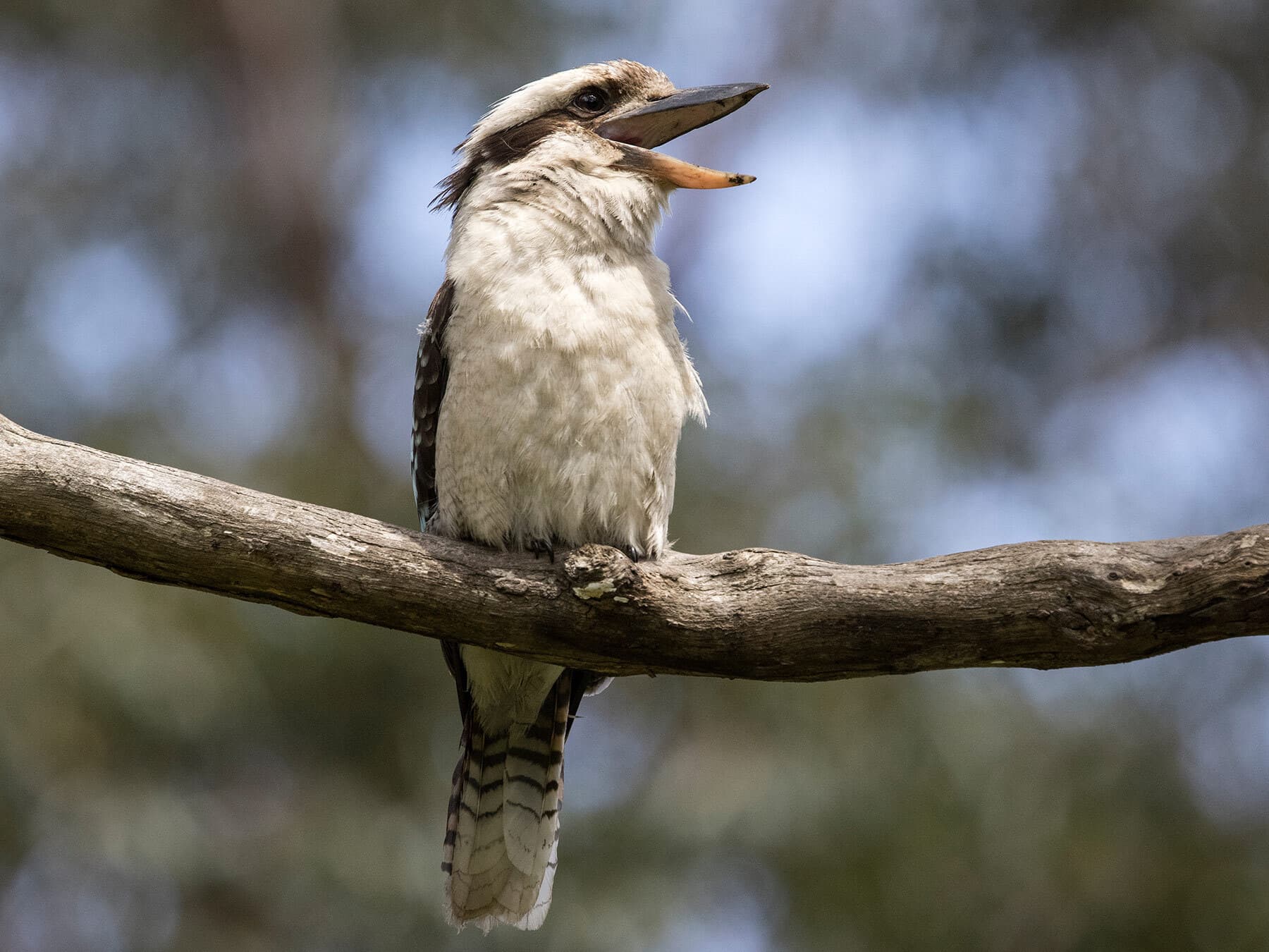 What Do Kookaburras Eat?