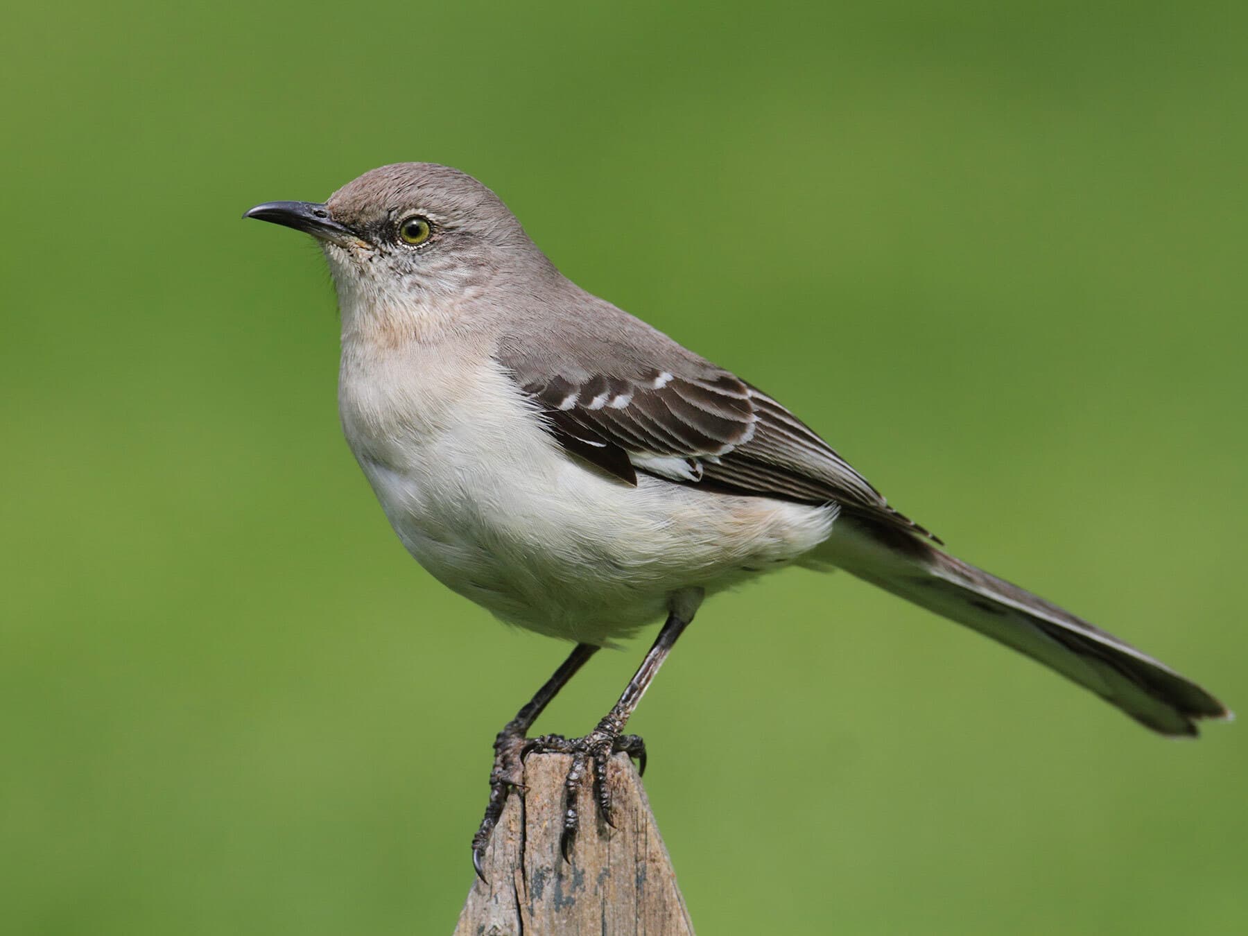 What Do Mockingbirds Eat?