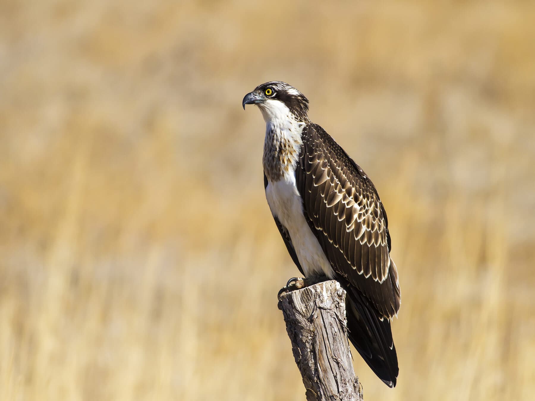 What Do Ospreys Eat? (Complete Guide)