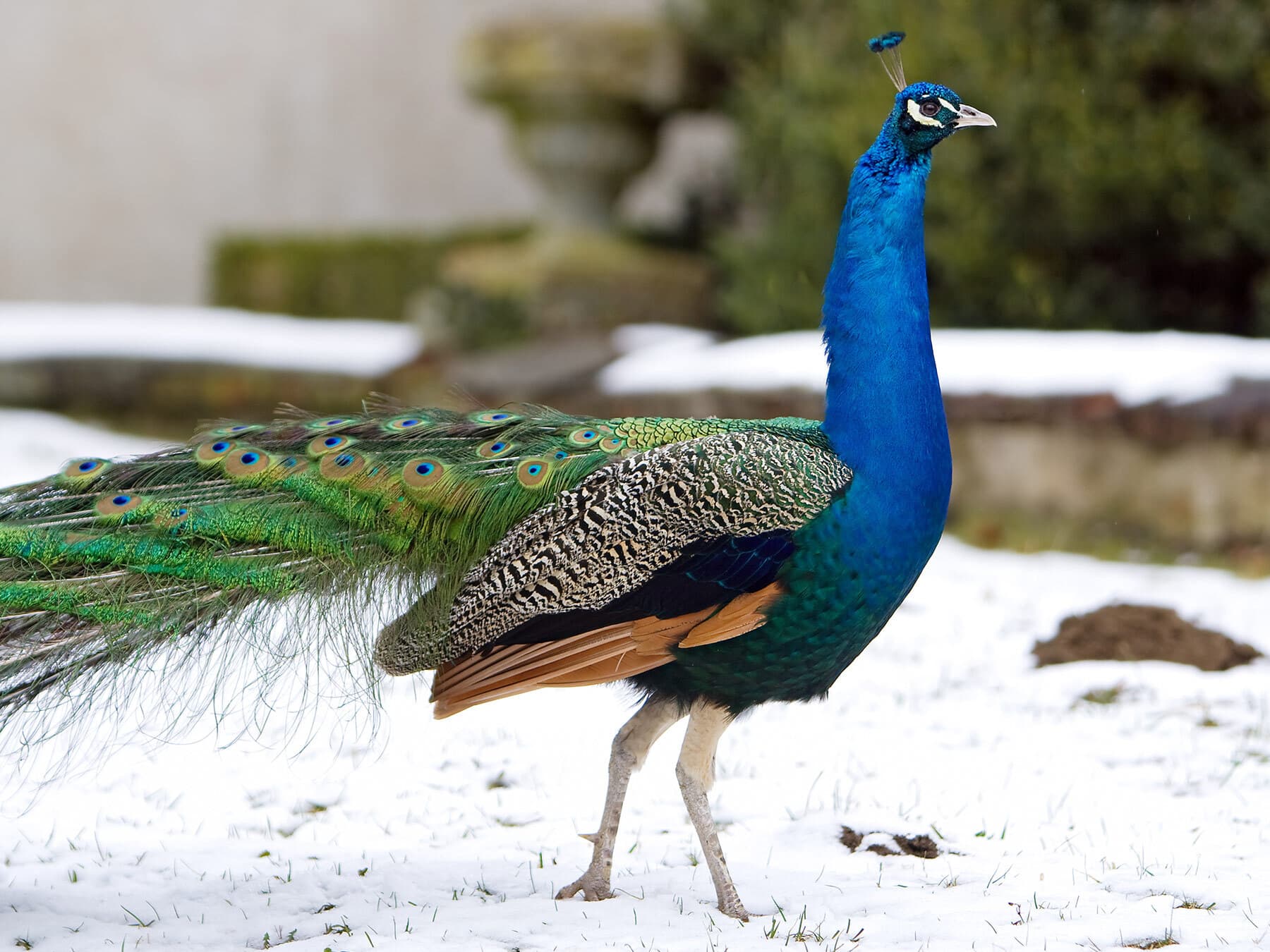 What do peacocks eat in winter