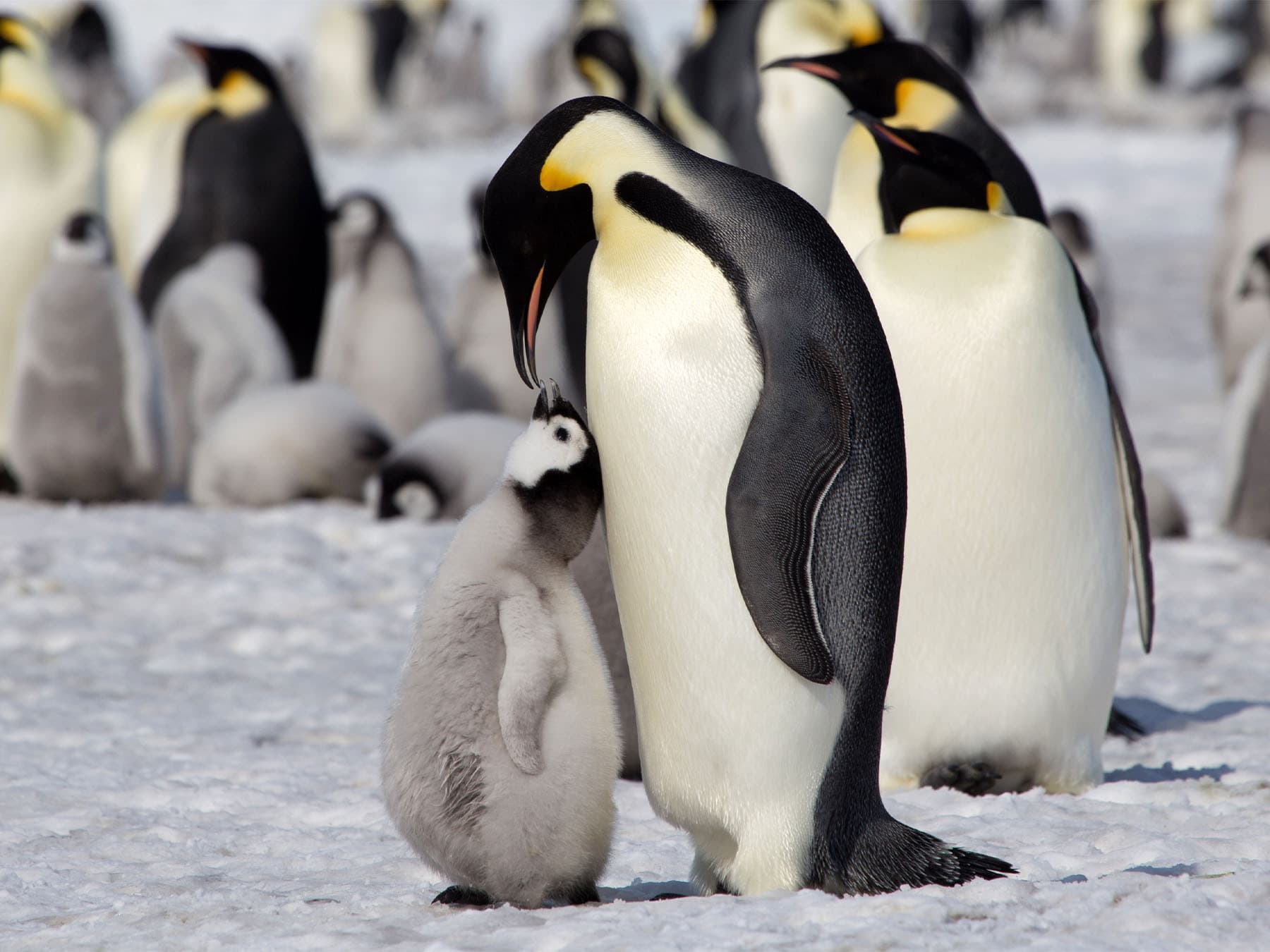 What Do Penguins Eat? An Overview of Penguin Diets Across Species