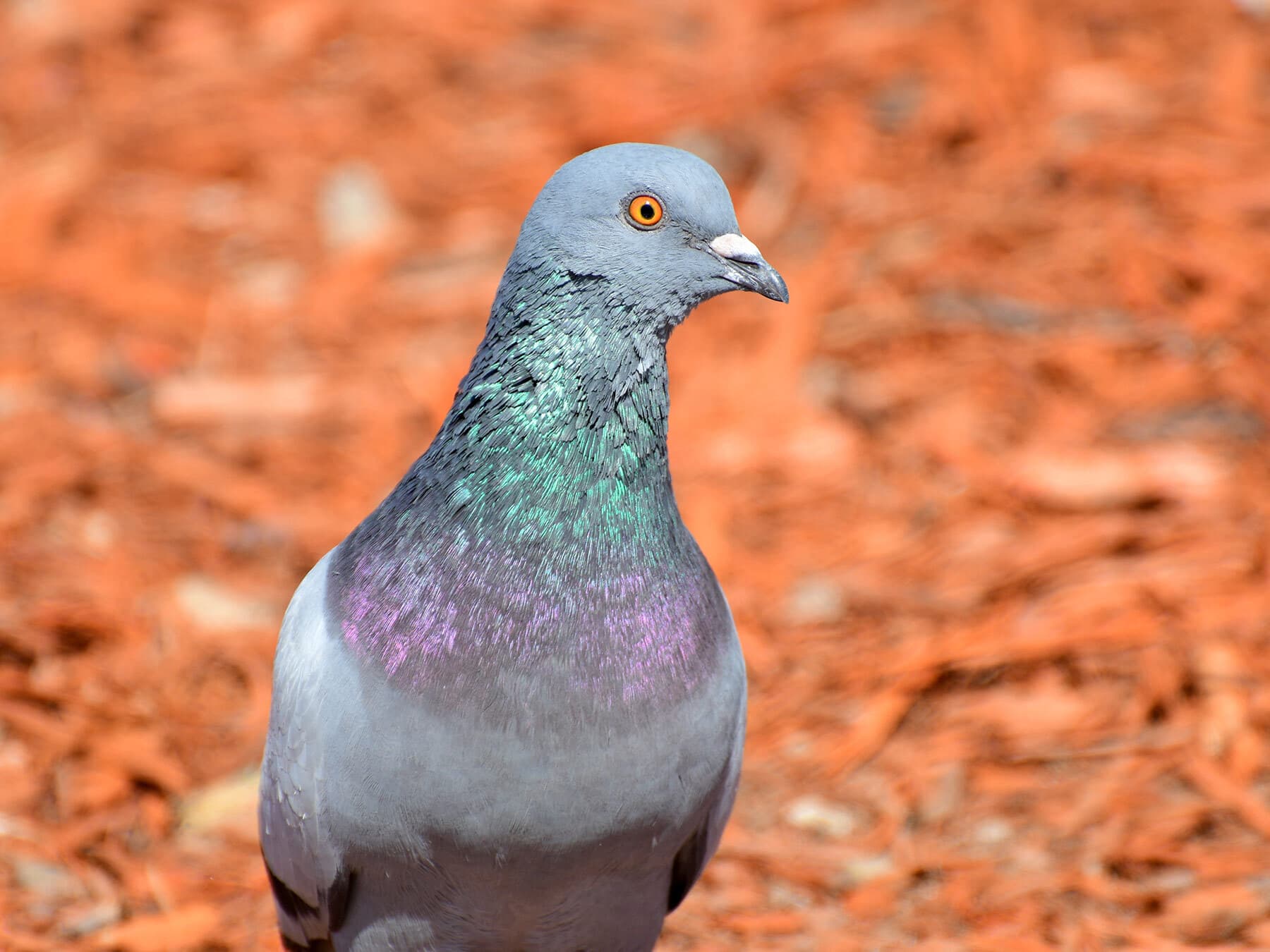 What Do Pigeons Eat? (Full Diet, Feeding, Habits + Behavior)