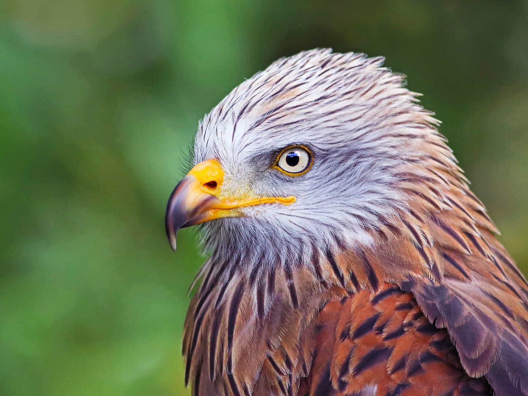 What Do Red Kites Eat?