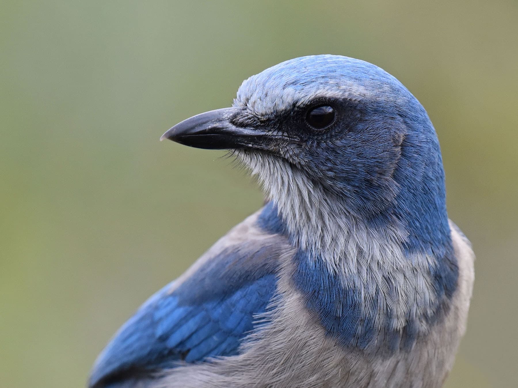 What Do Scrub Jays Eat?