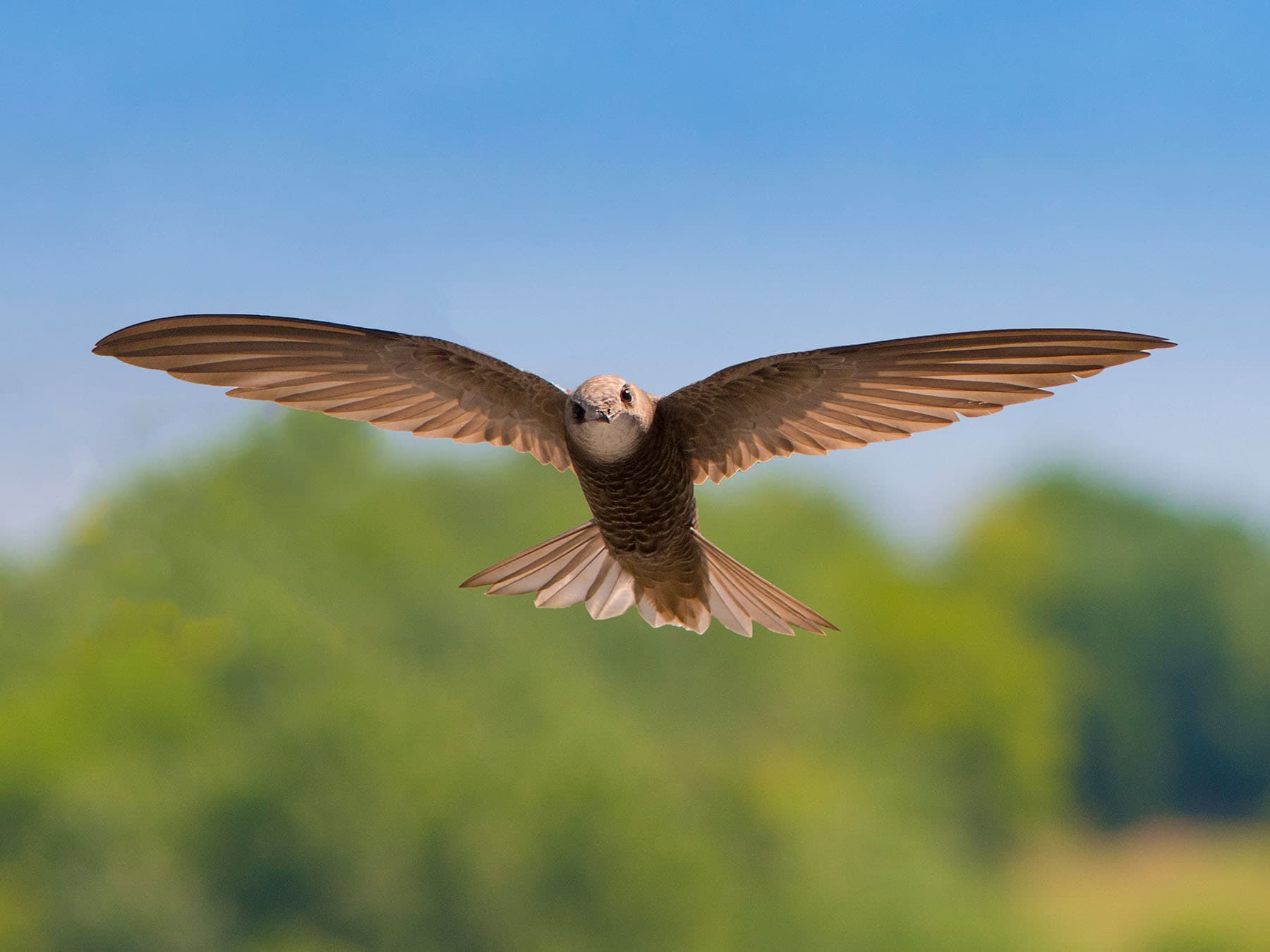 What Do Swifts Eat? (Diet, Feeding Behavior + FAQs)