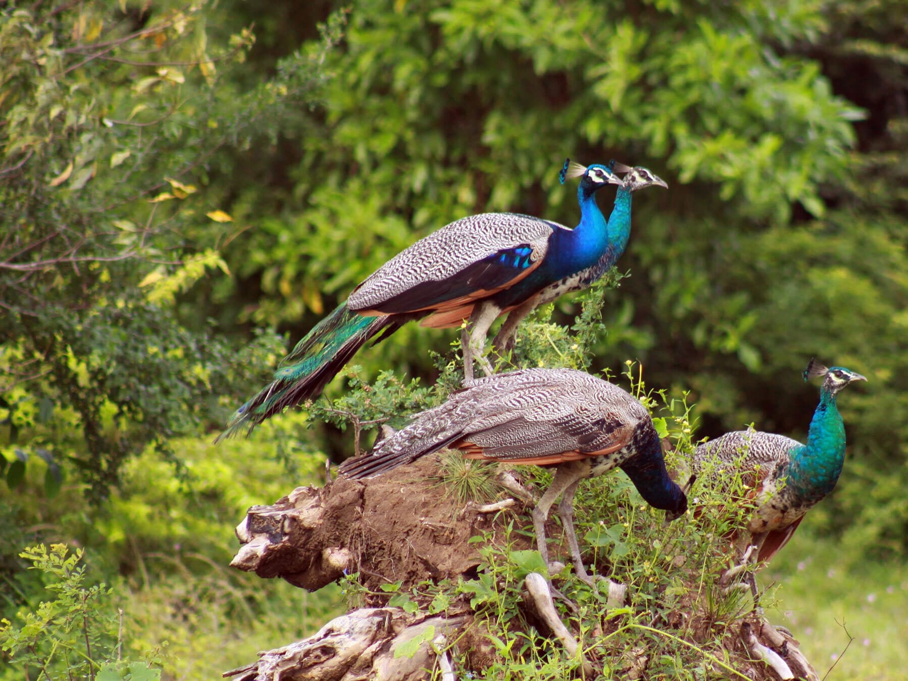 What is a Group of Peacocks Called? (Complete Guide)
