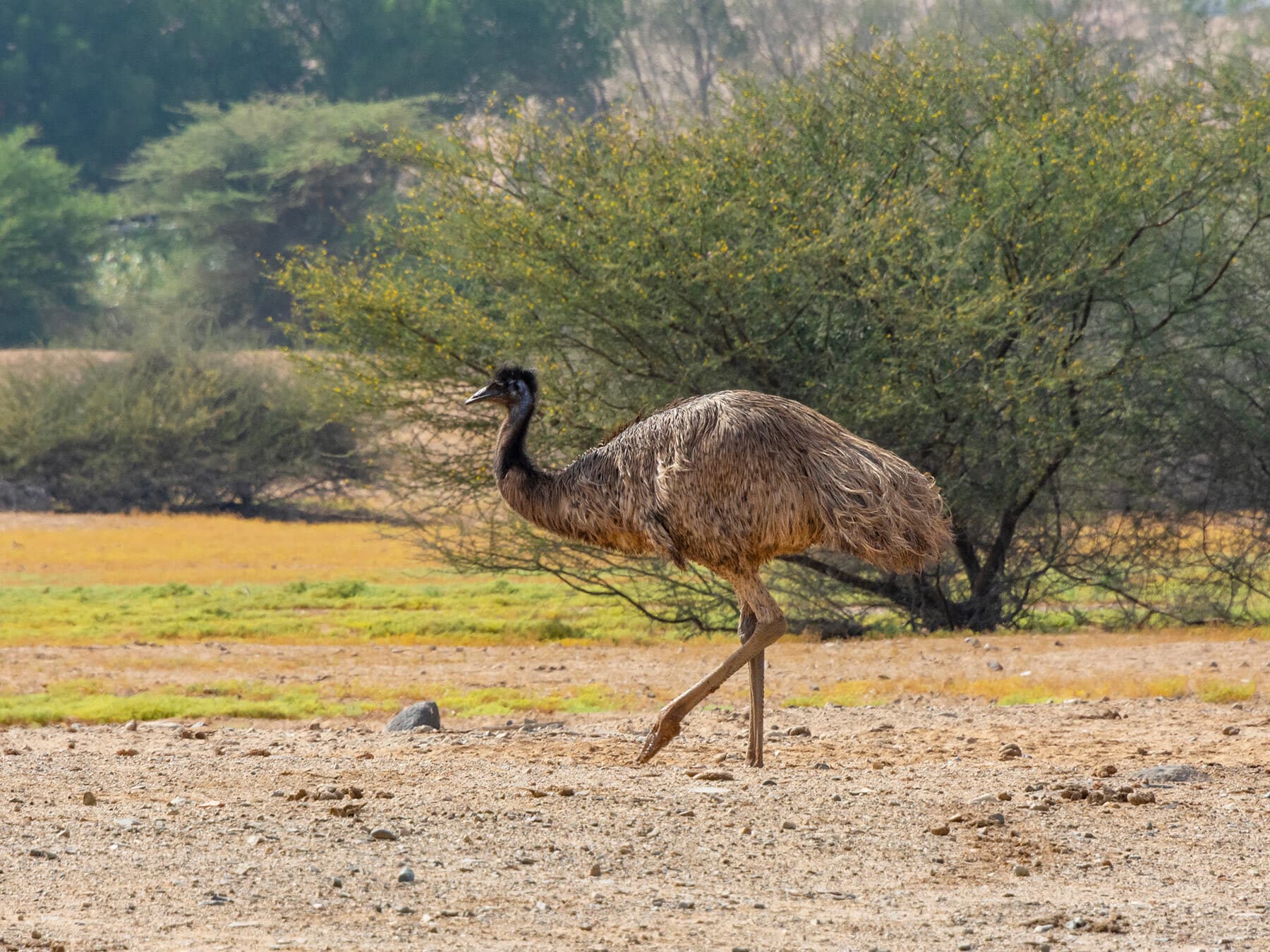 What Is The National Bird of Australia? (And Why?)