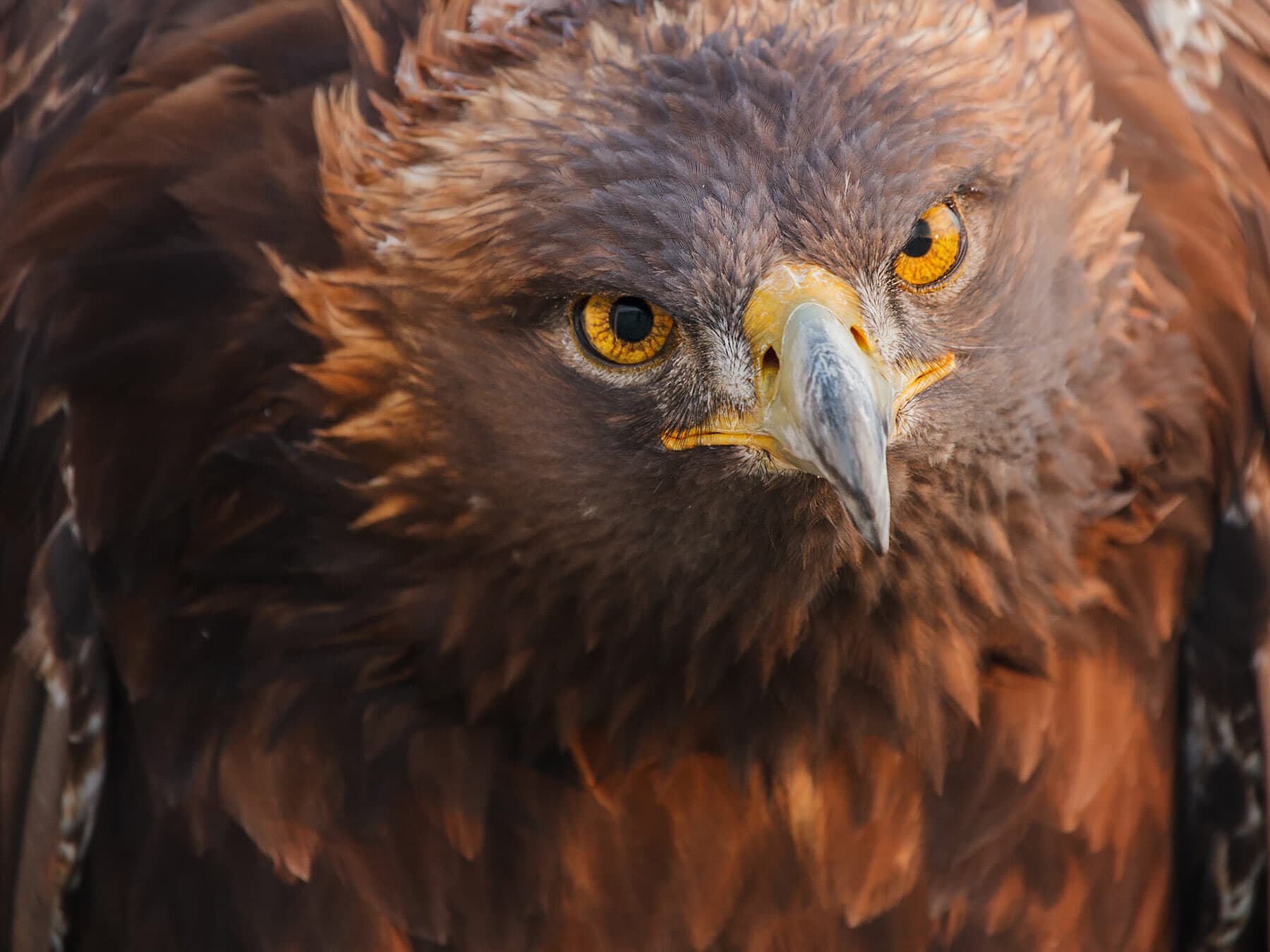 What Is The National Bird of Mexico? (And Why)