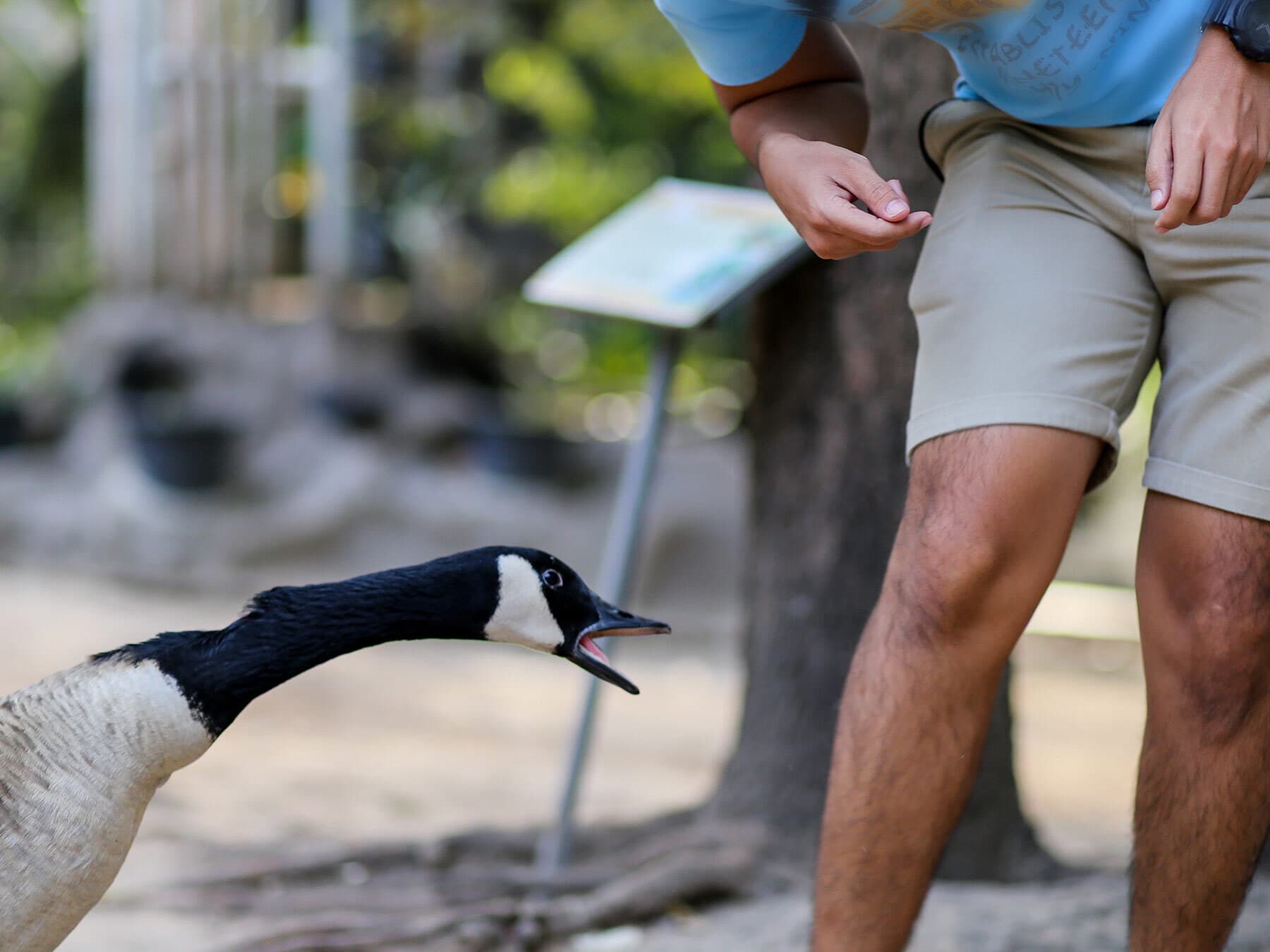 What to do when a goose attacks you