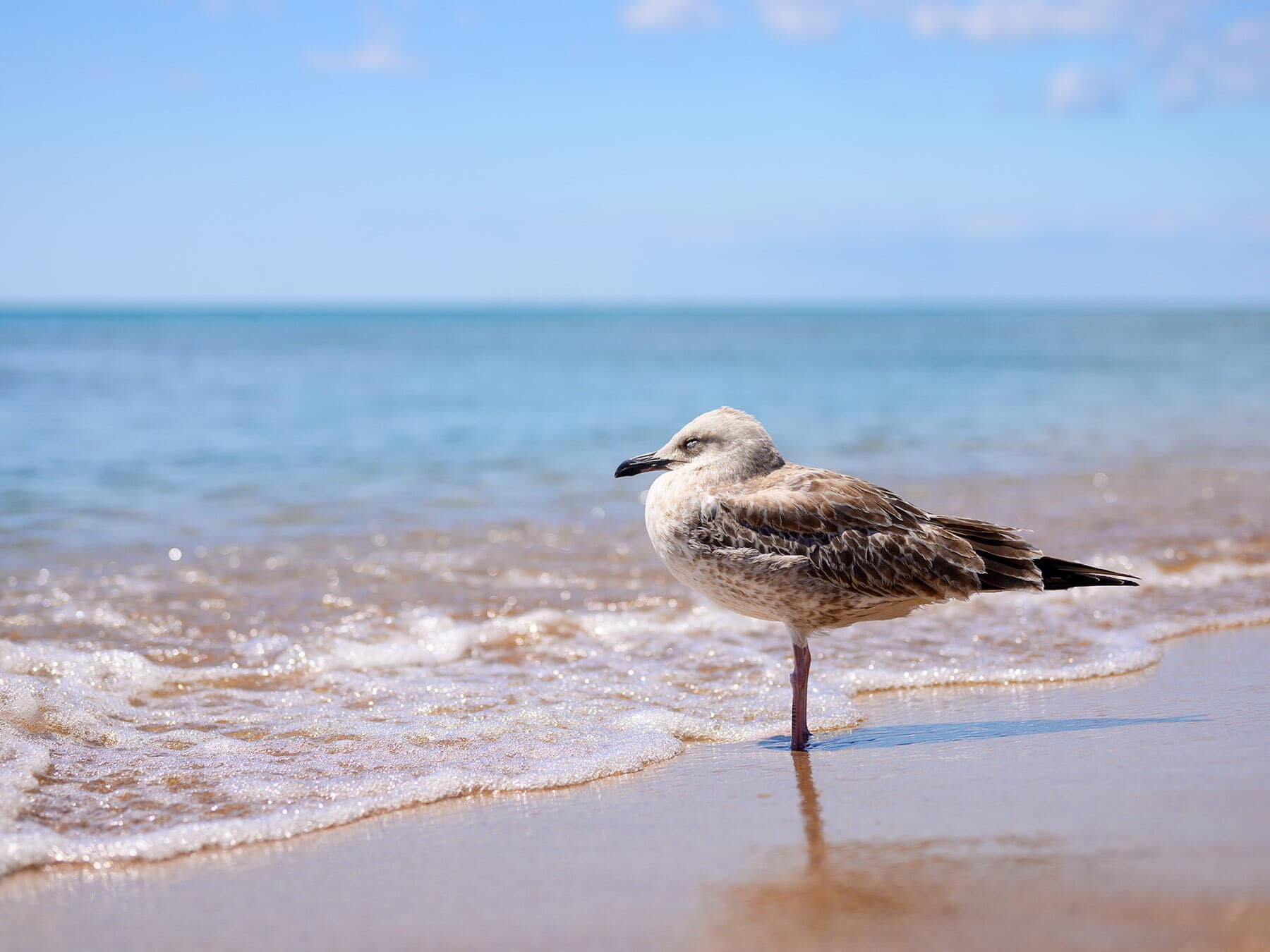 Where Do Seagulls Sleep? (Location, Habits and Behavior)