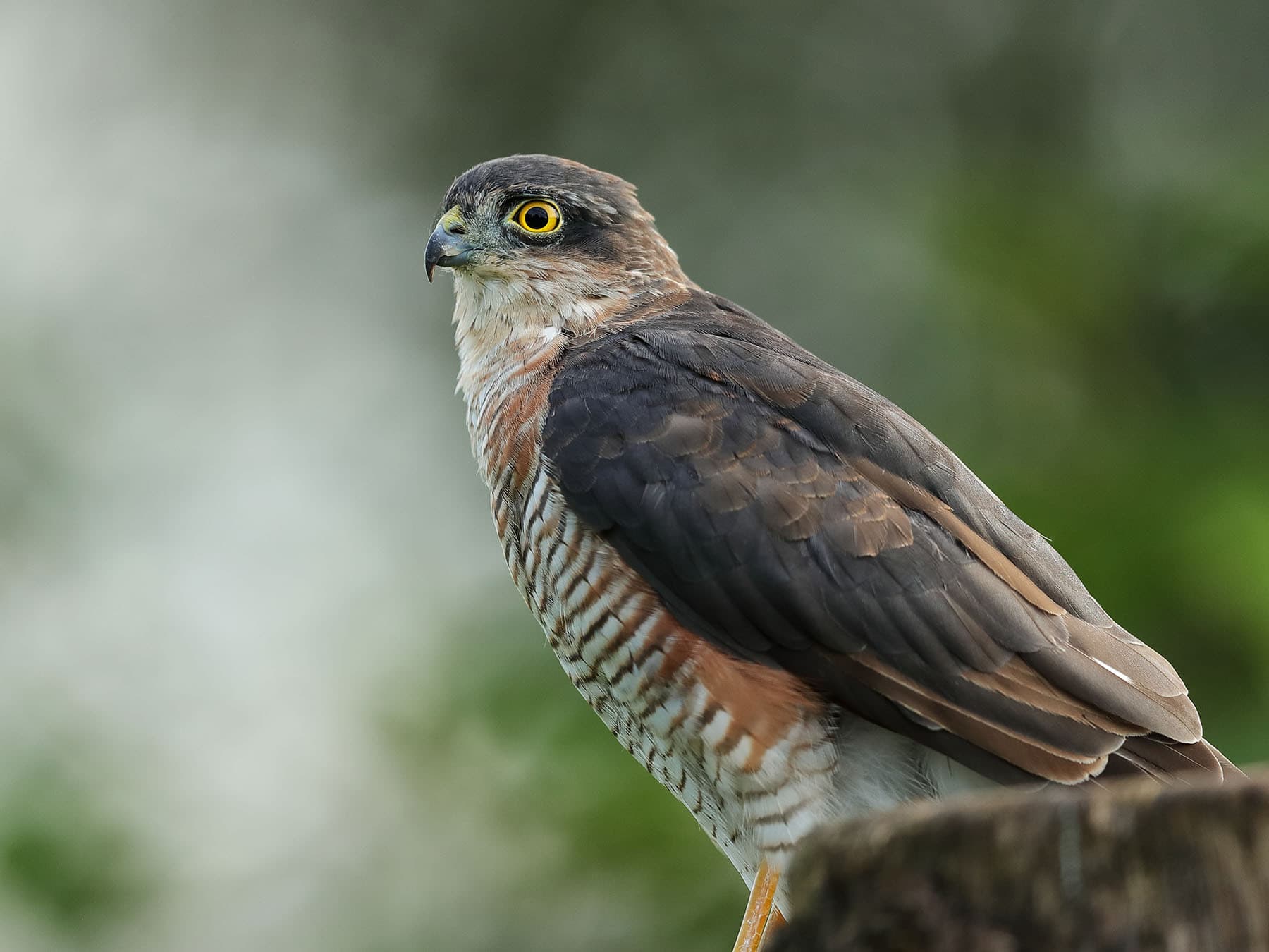 Where Do Sparrowhawks Live? (Habitat, Range + Distribution)