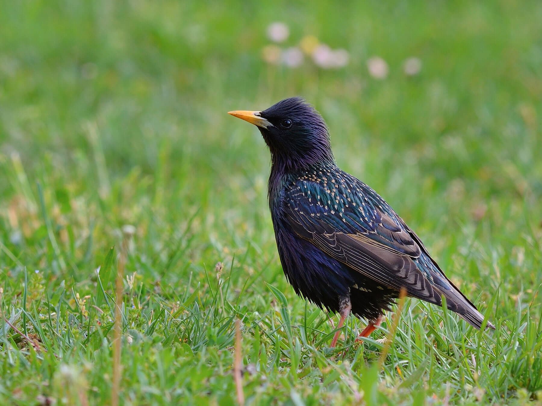 Where Do Starlings Nest?