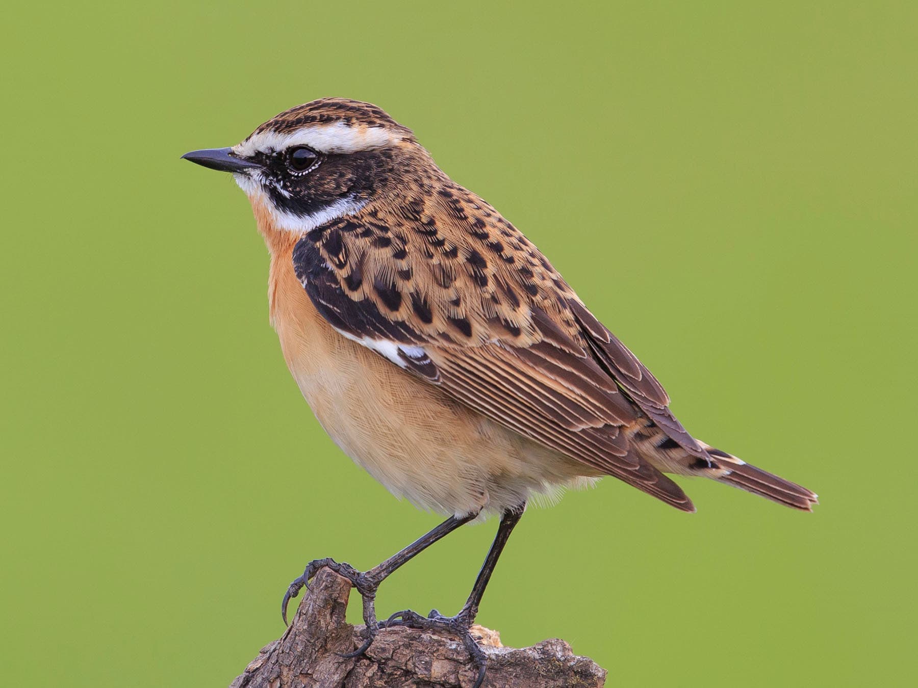 Close up of a Whinchat