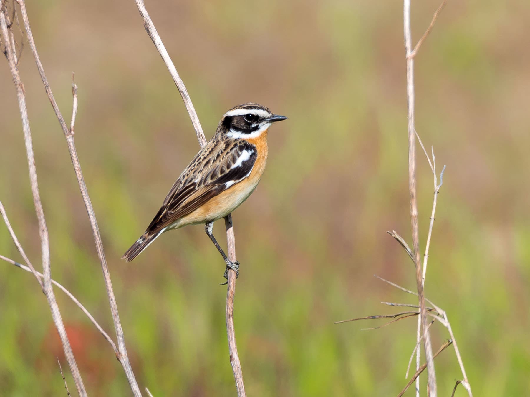 Heathland and open meadows are some of the places to spot Whinchats
