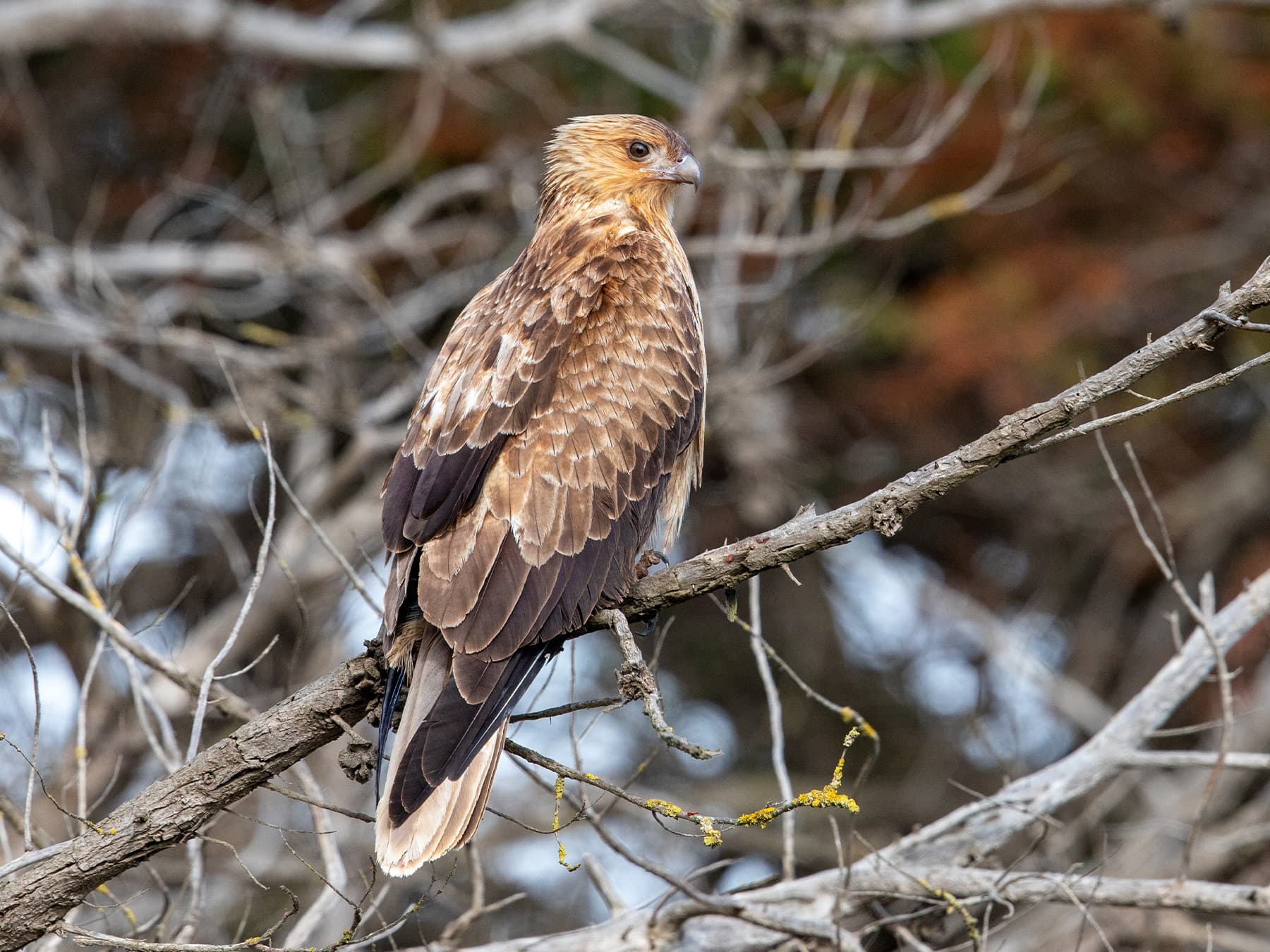 Whistling Kite