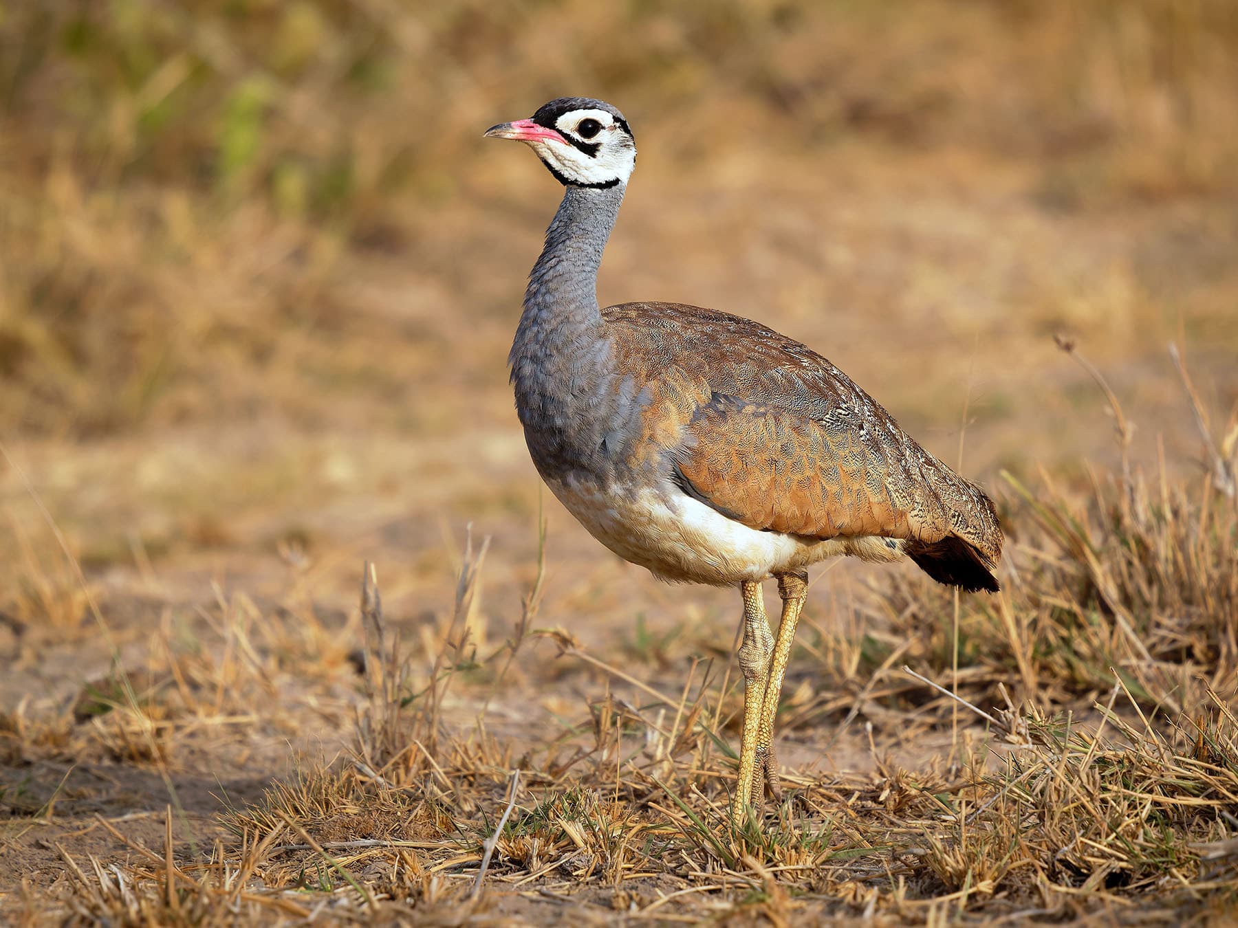 White-bellied Bustard
