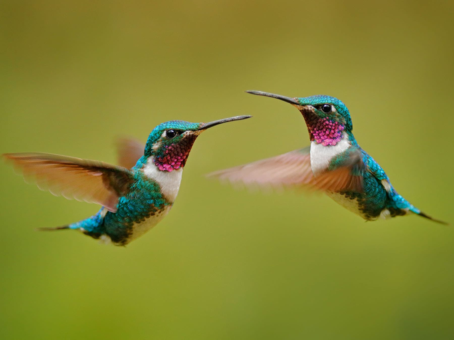 White bellied woodstars pair