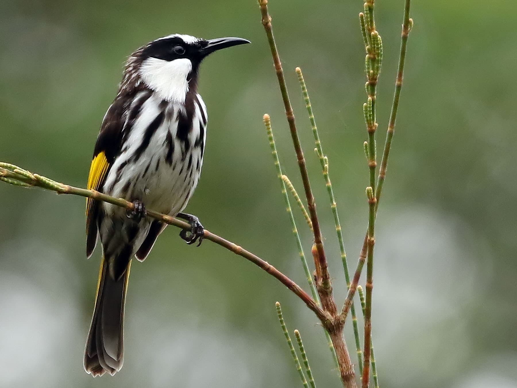 White-cheeked Honeyeater