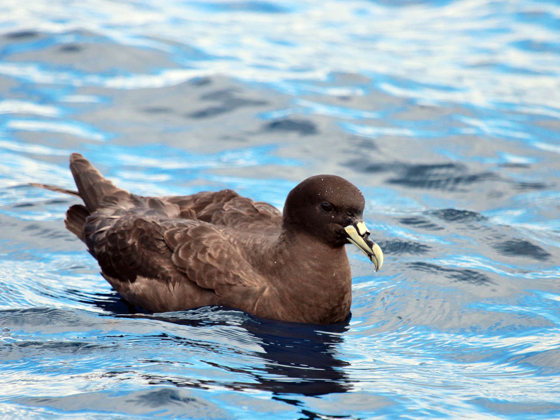 White-chinned Petrel swimming in the ocean
