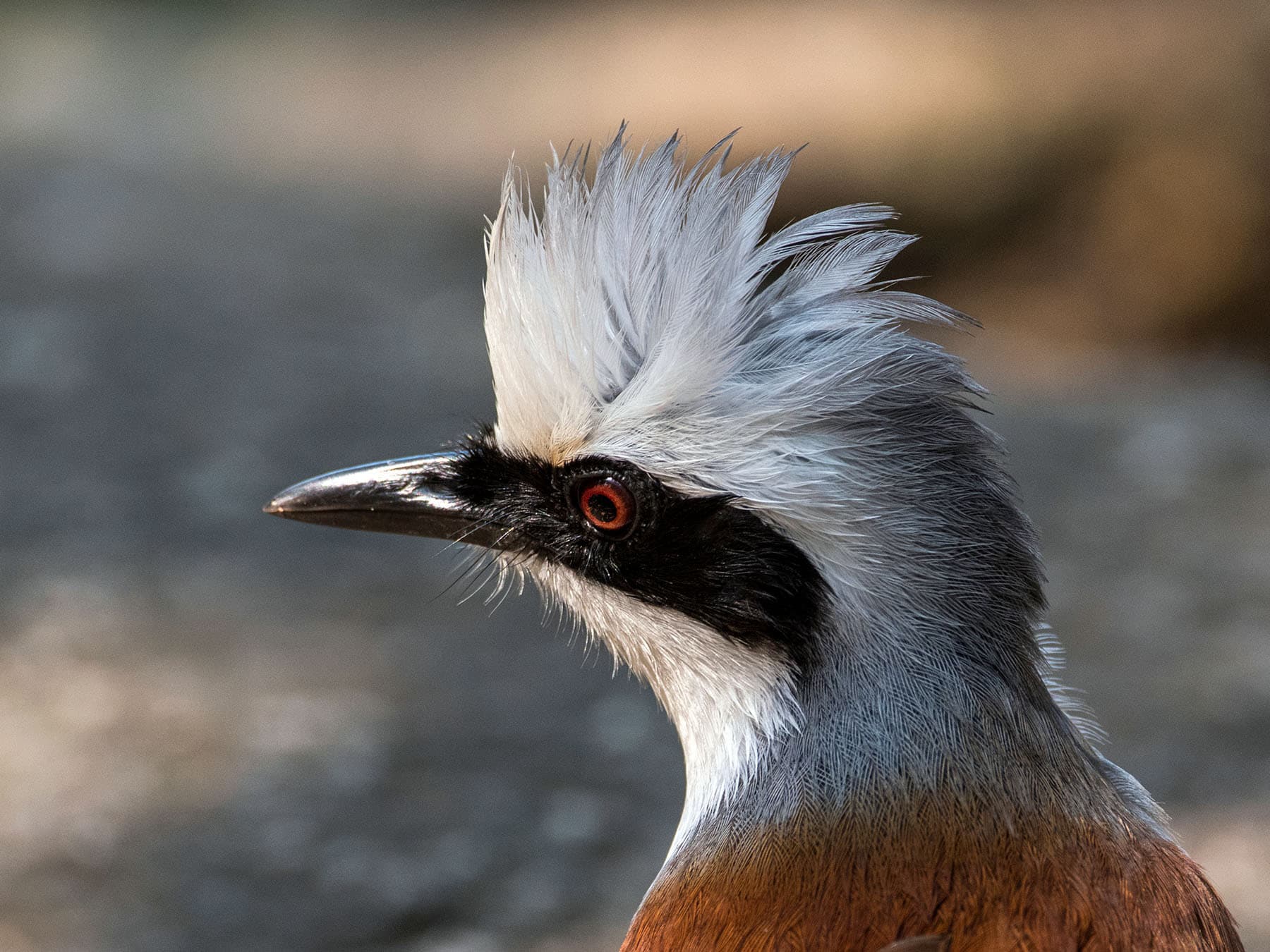 Portrait of a White-crested Laughingthrush