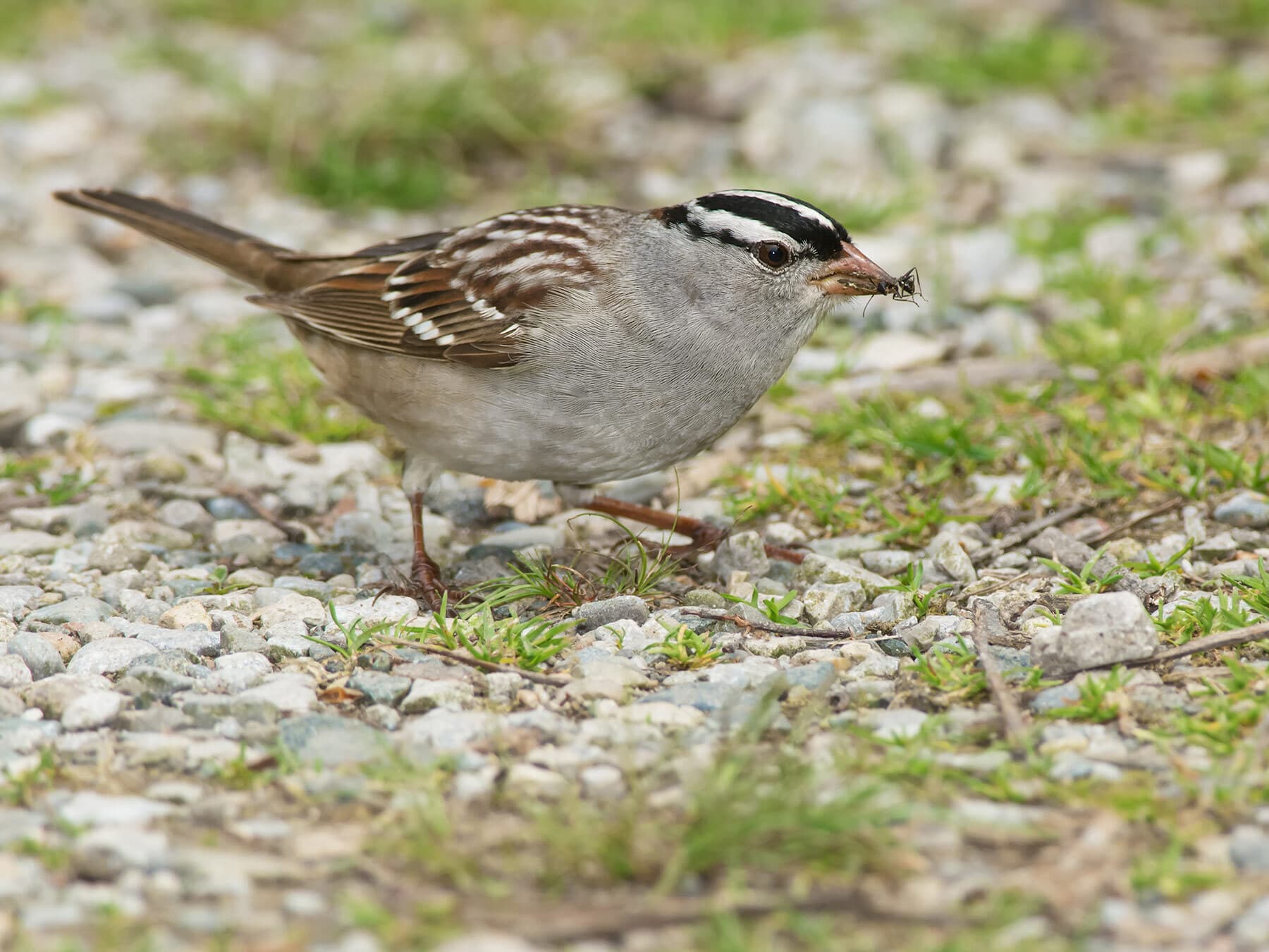 White crowned sparrow eating ant