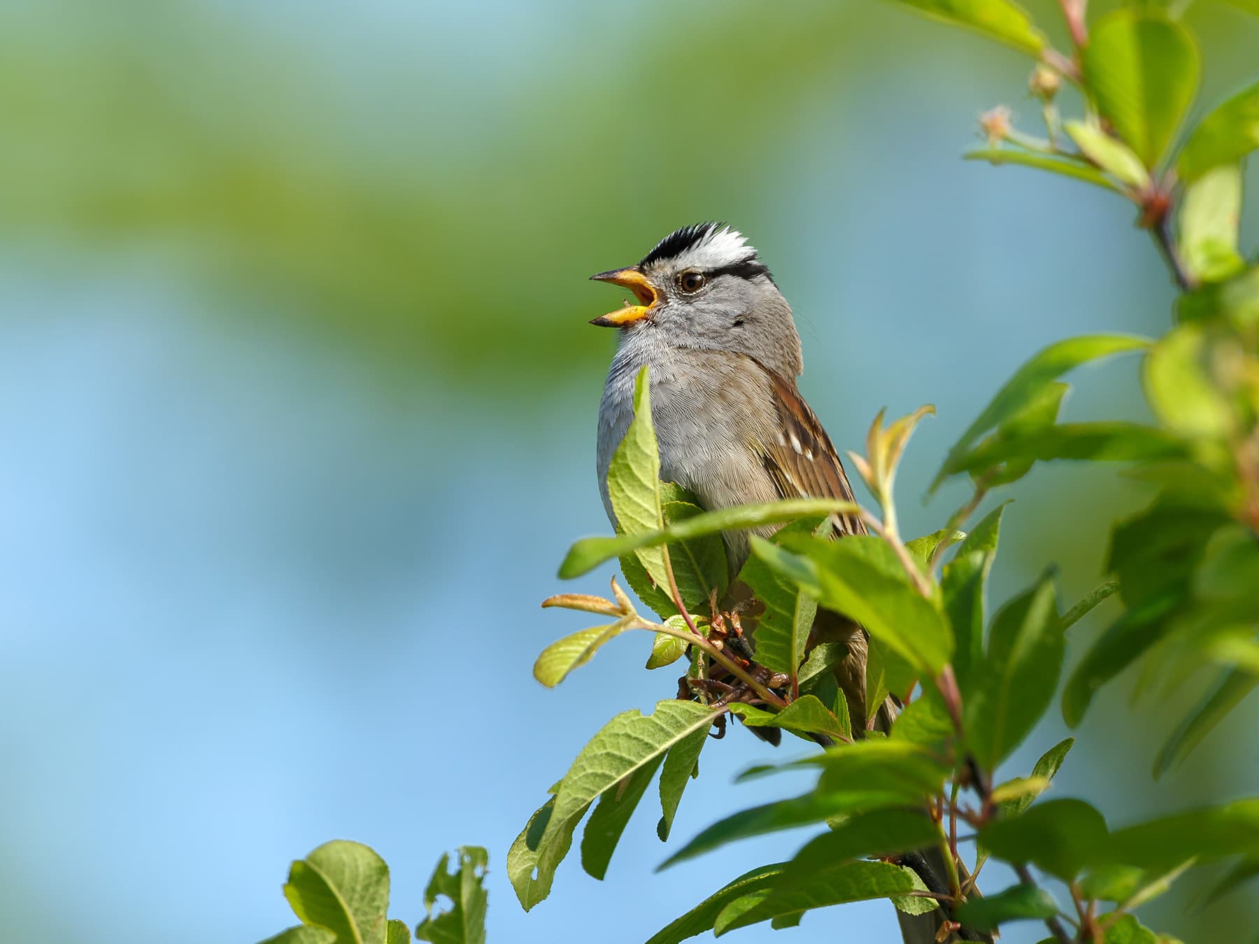 White crowned sparrow in song