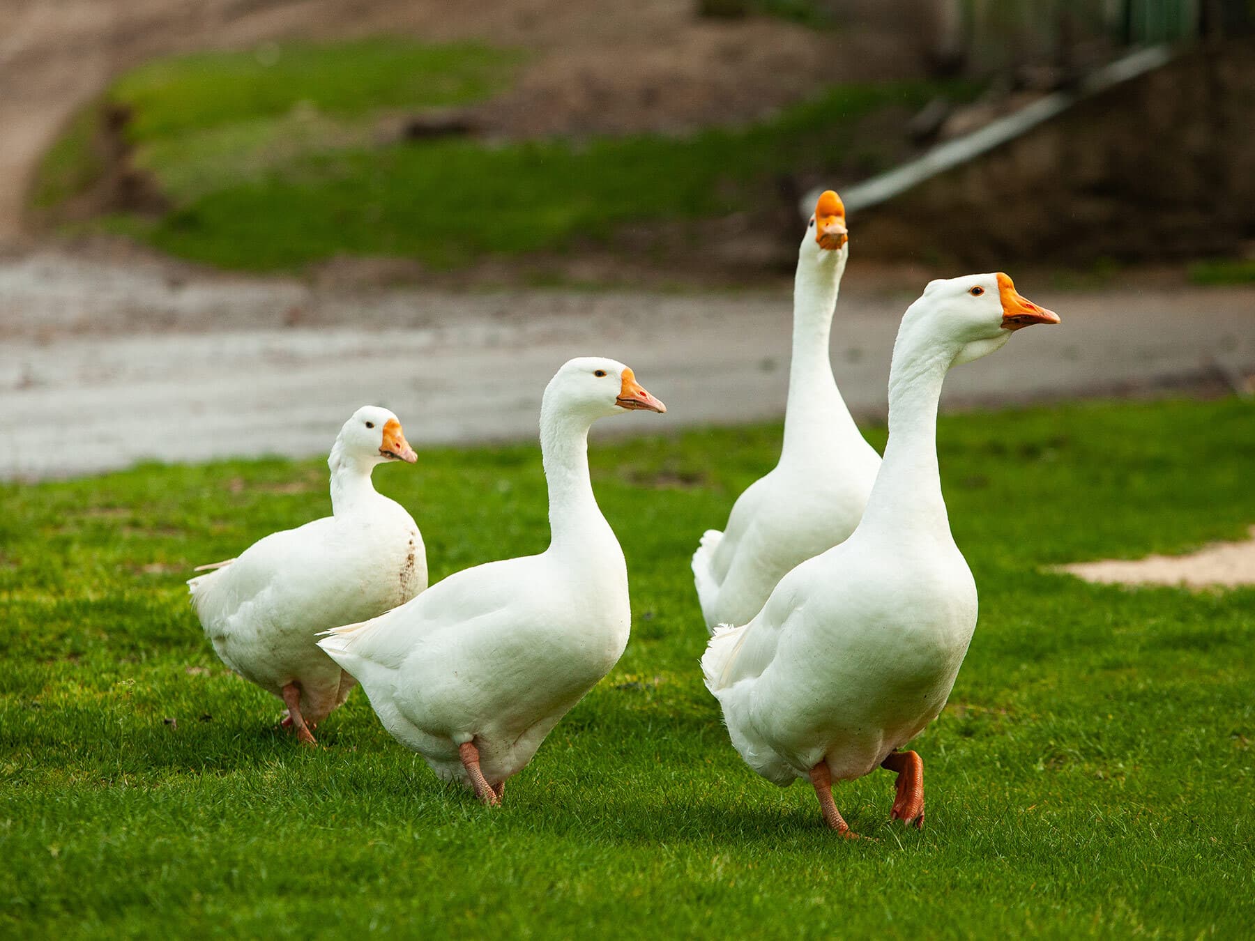 White domestic goose lifespan