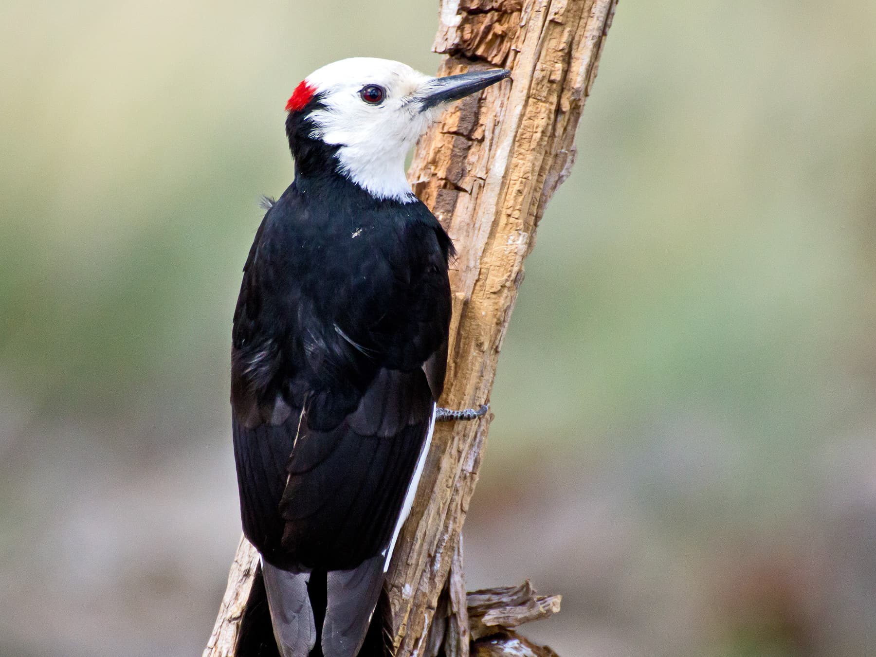 White-headed Woodpecker