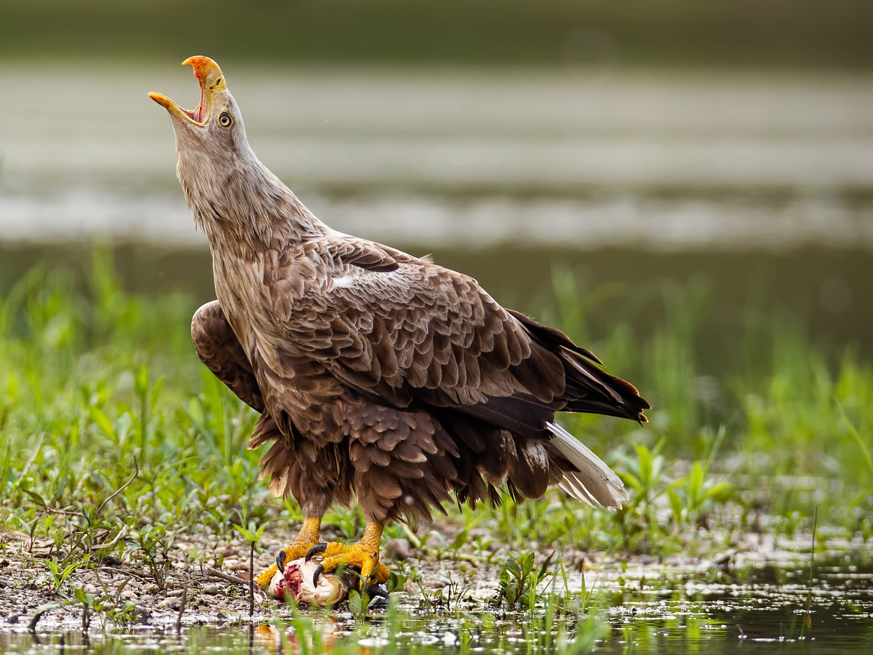 White-tailed Eagle on a riverbank screeching