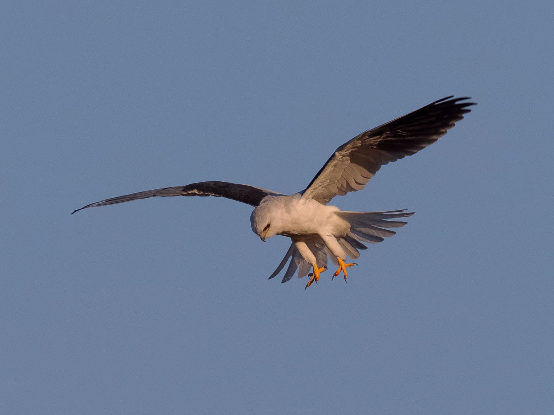 White tailed eagle hovering