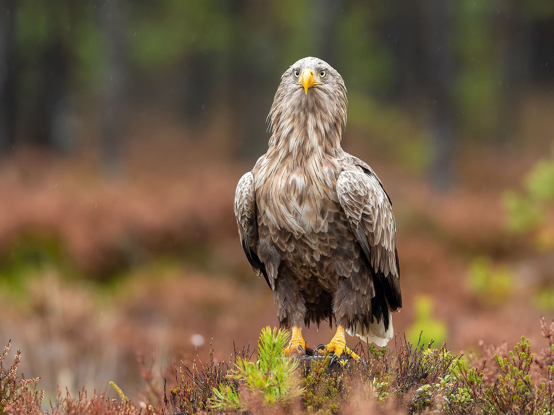 White tailed eagle in bog landscape