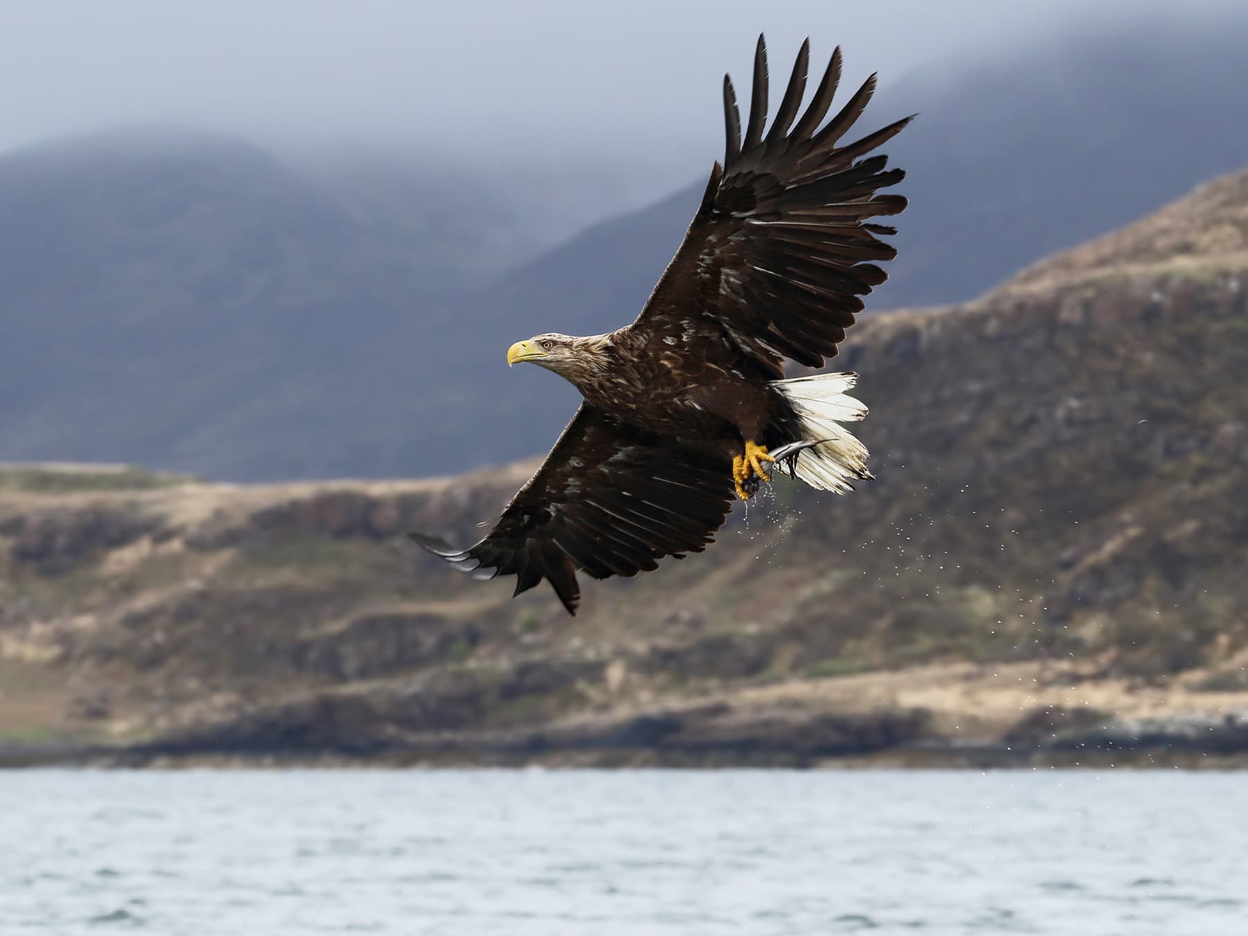 White-tailed Eagle in-flight with misty hills in the background