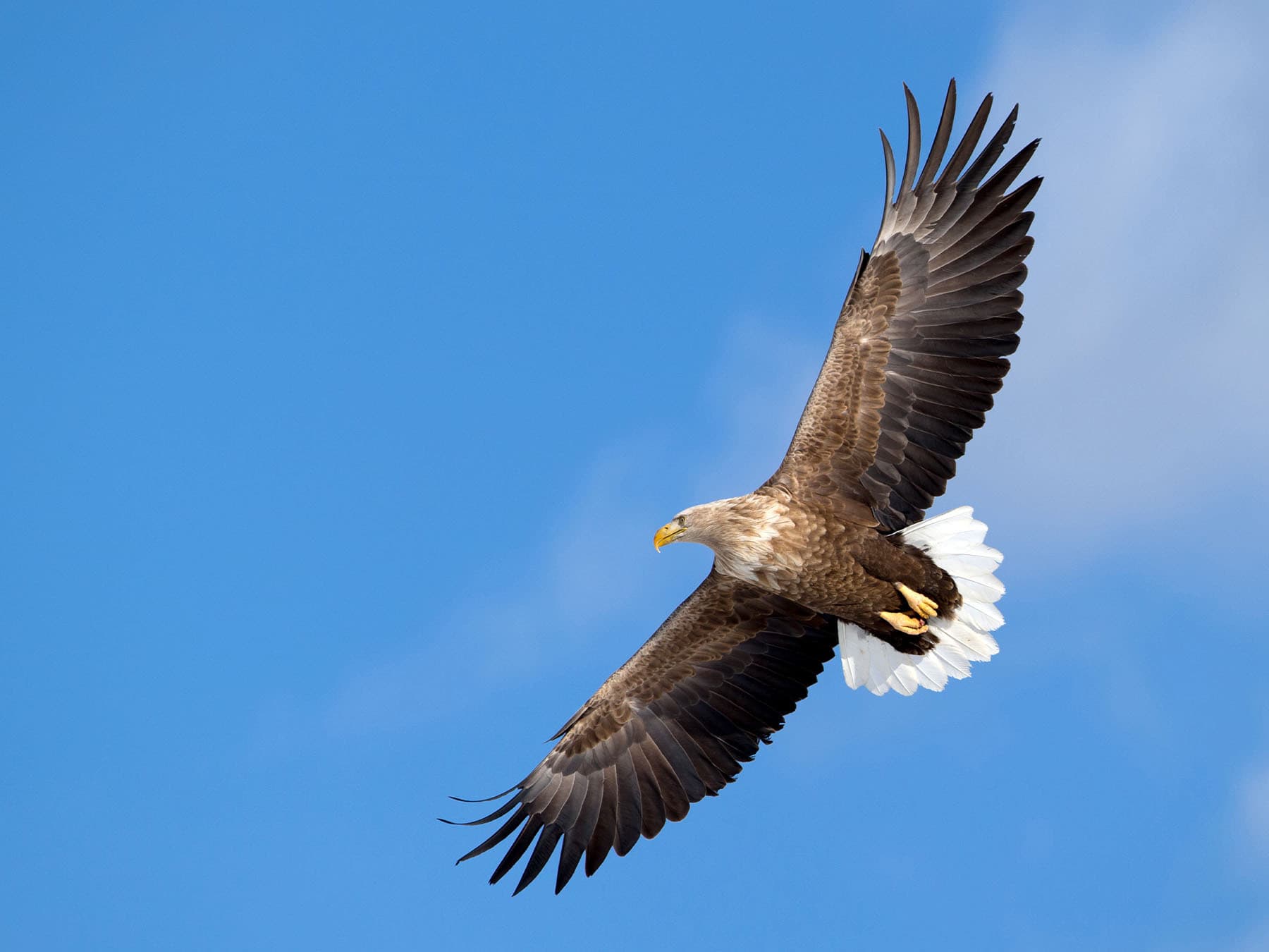 White tailed eagle in flight